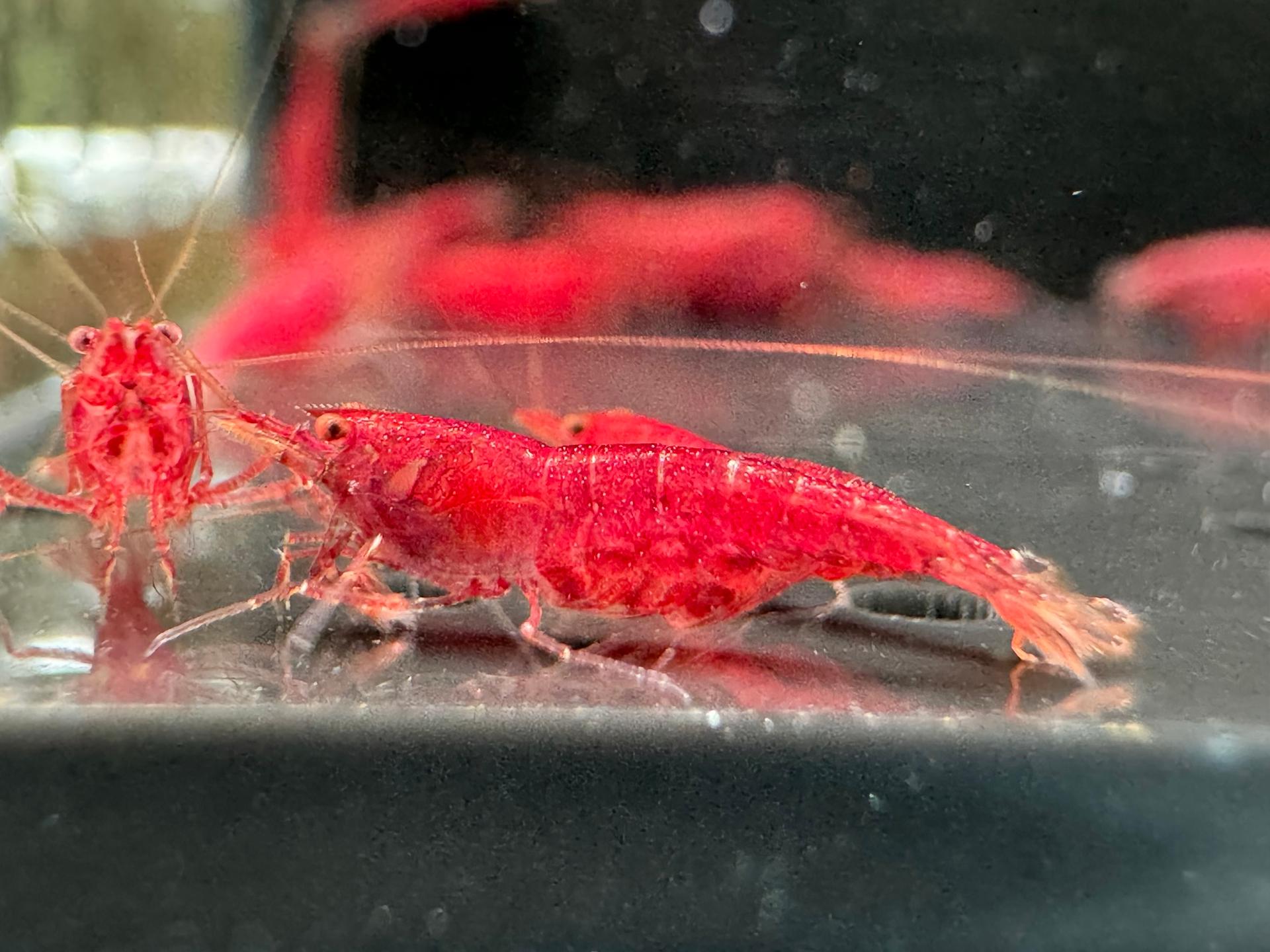 Extreme Tiny Red Jack Shrimp