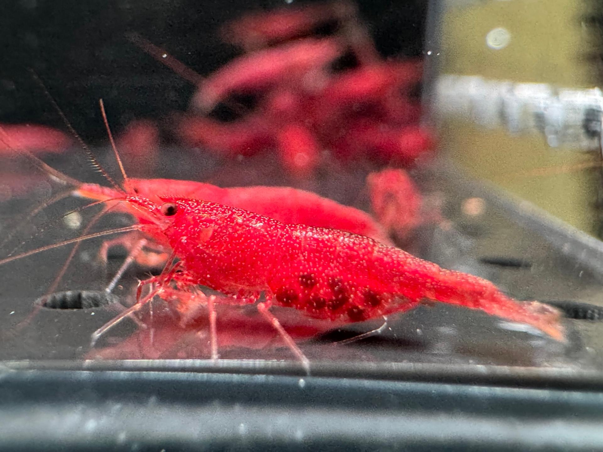 Extreme Tiny Red tép Sulawesi