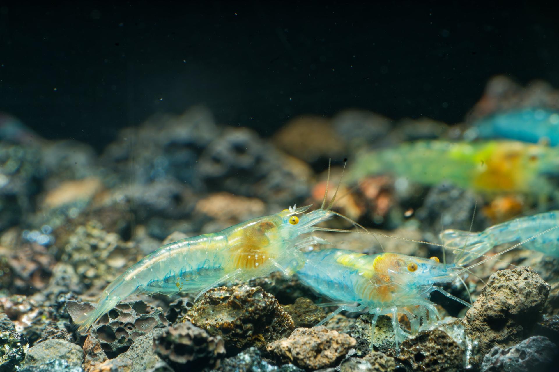 Neos Blue Jelly 7