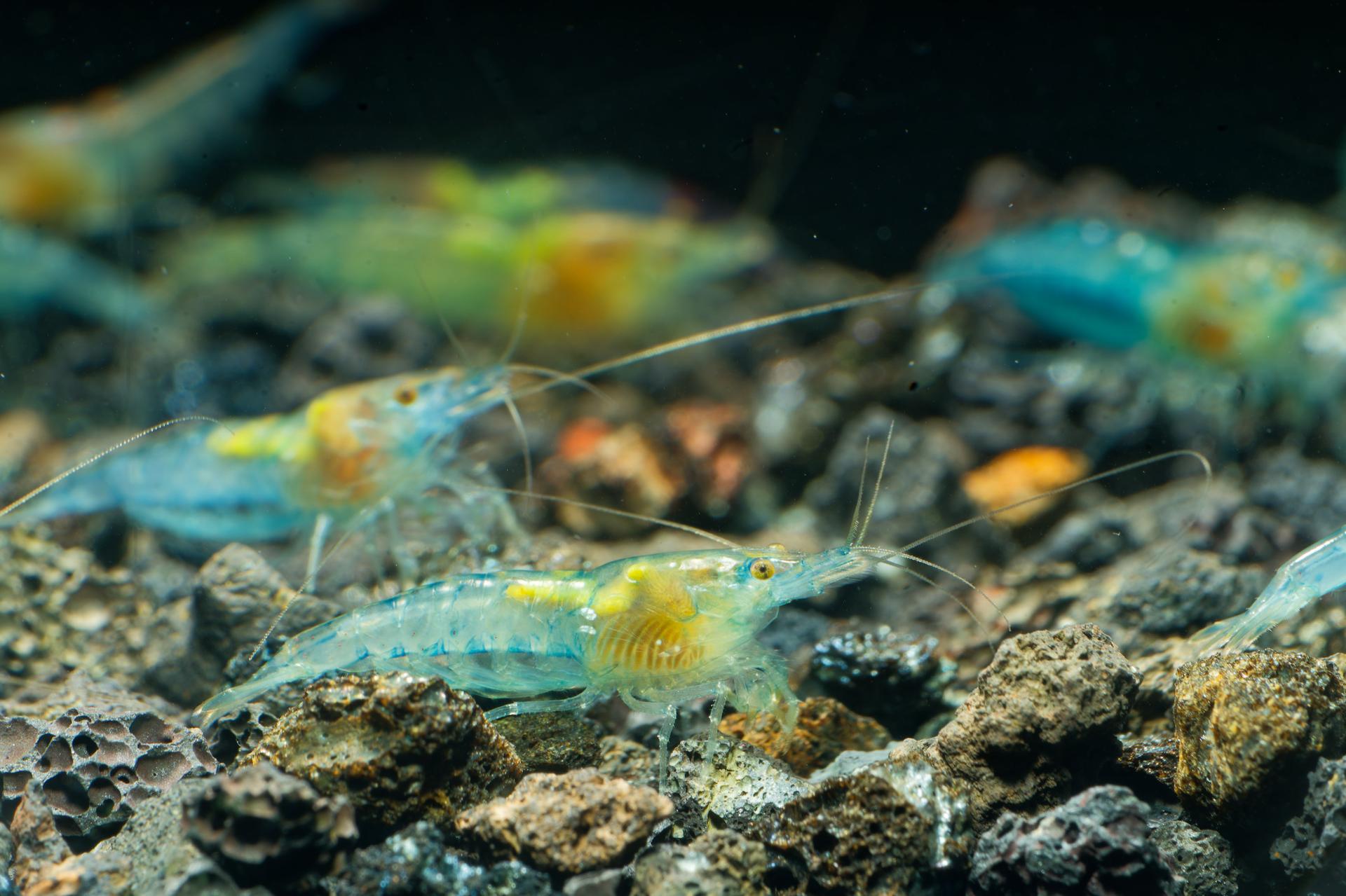 Neos Blue Jelly 6