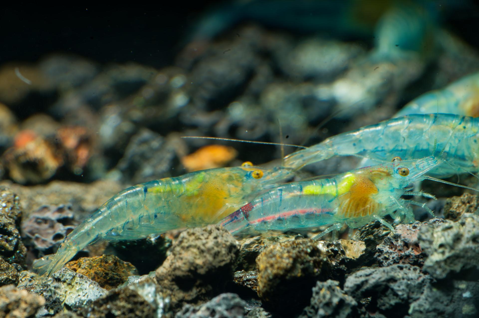 Neos Blue Jelly 10