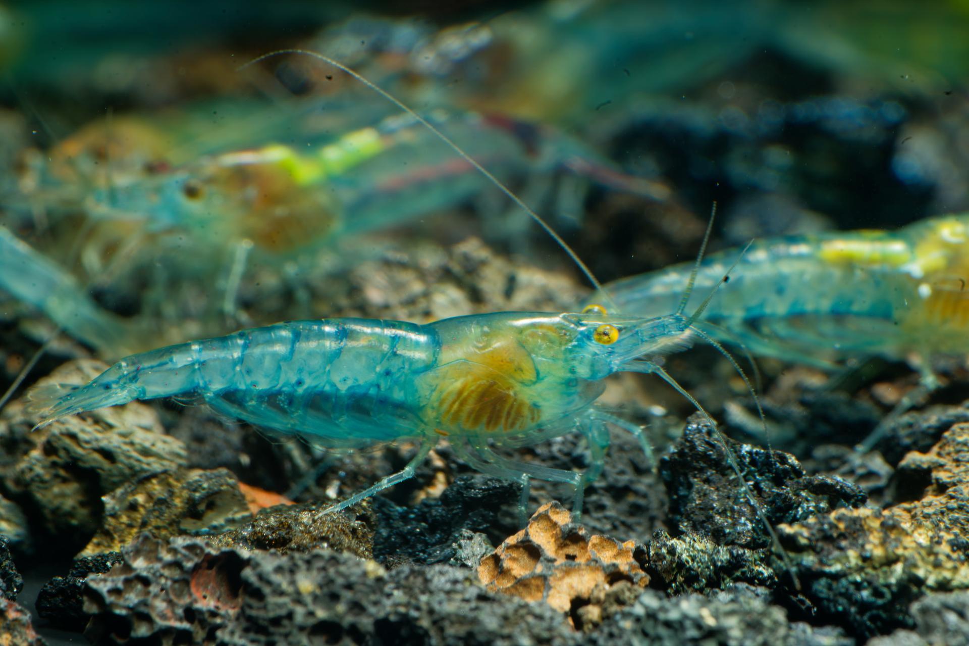 Neos Blue Jelly 2