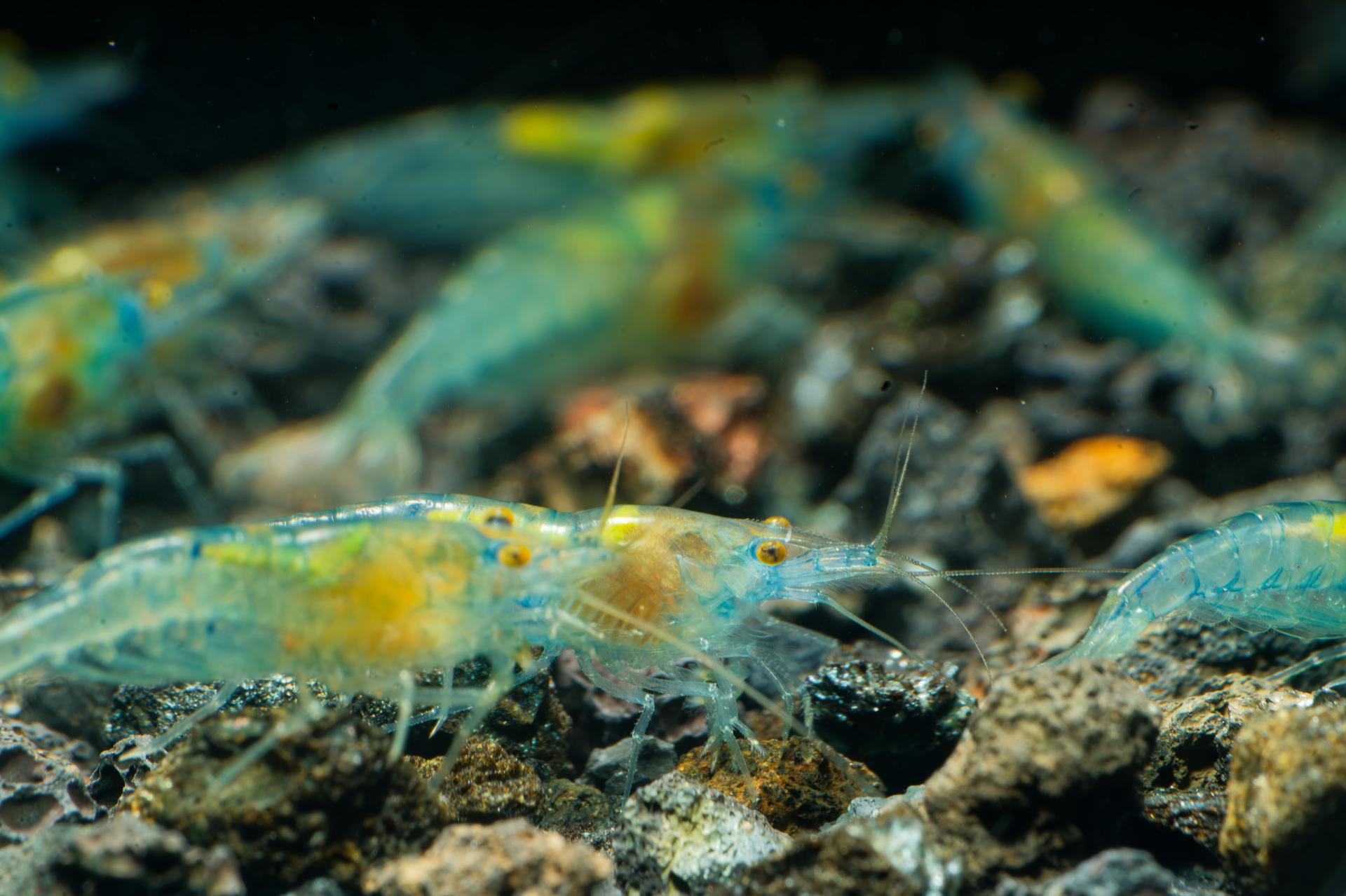 Neos Blue Jelly 12