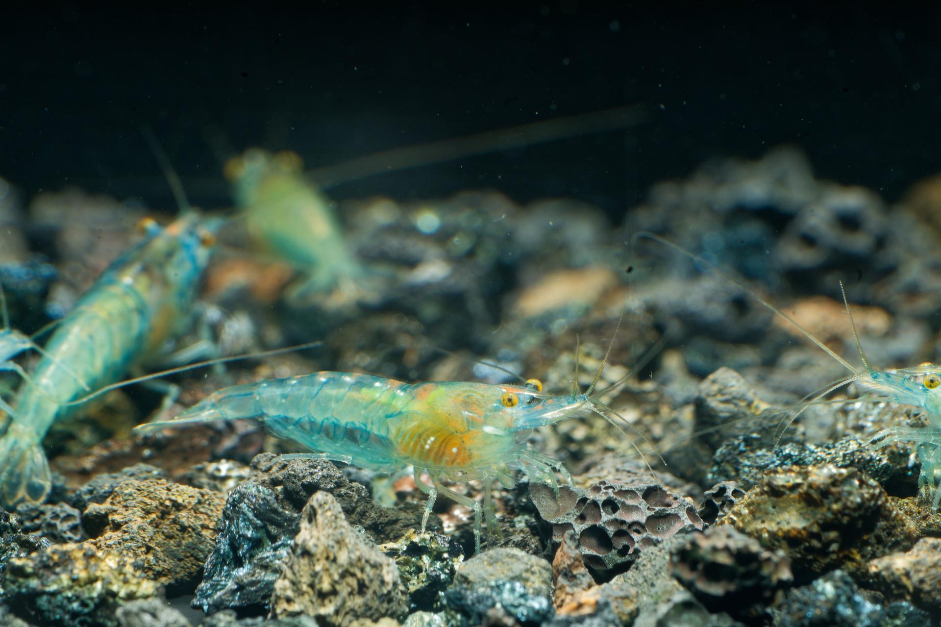 Neos Blue Jelly 5