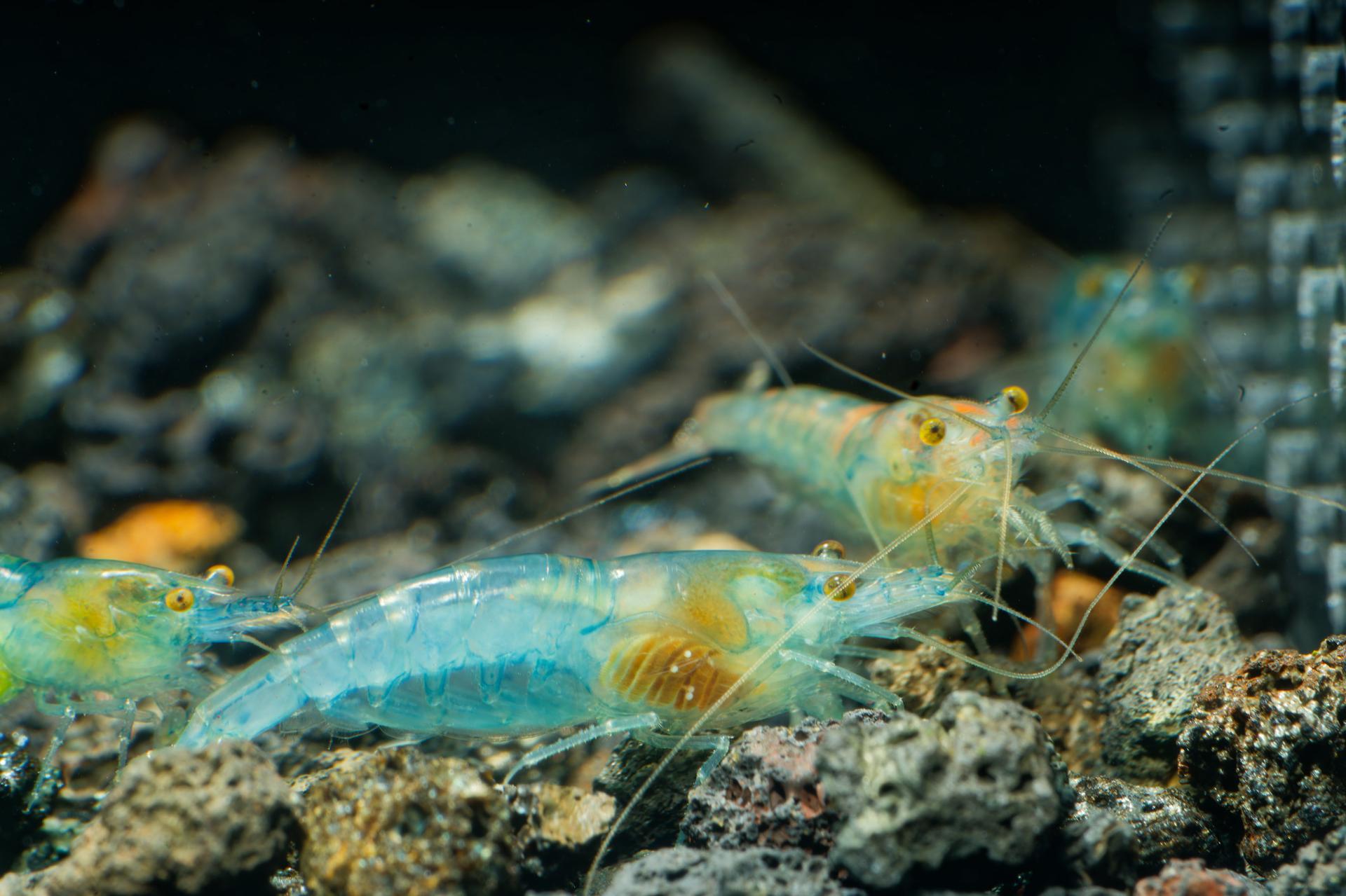 Neos Blue Jelly