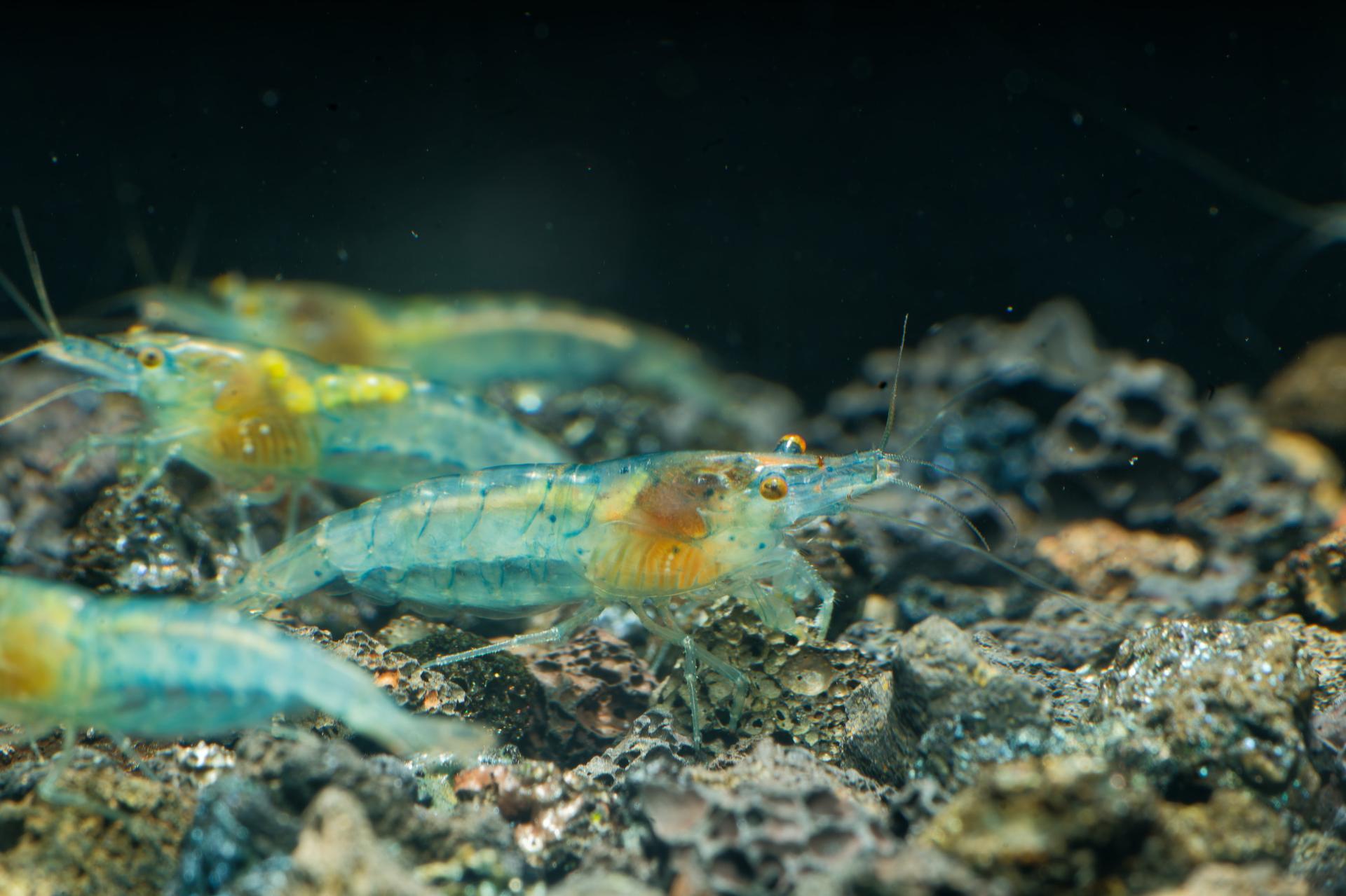 Neos Blue Jelly 9