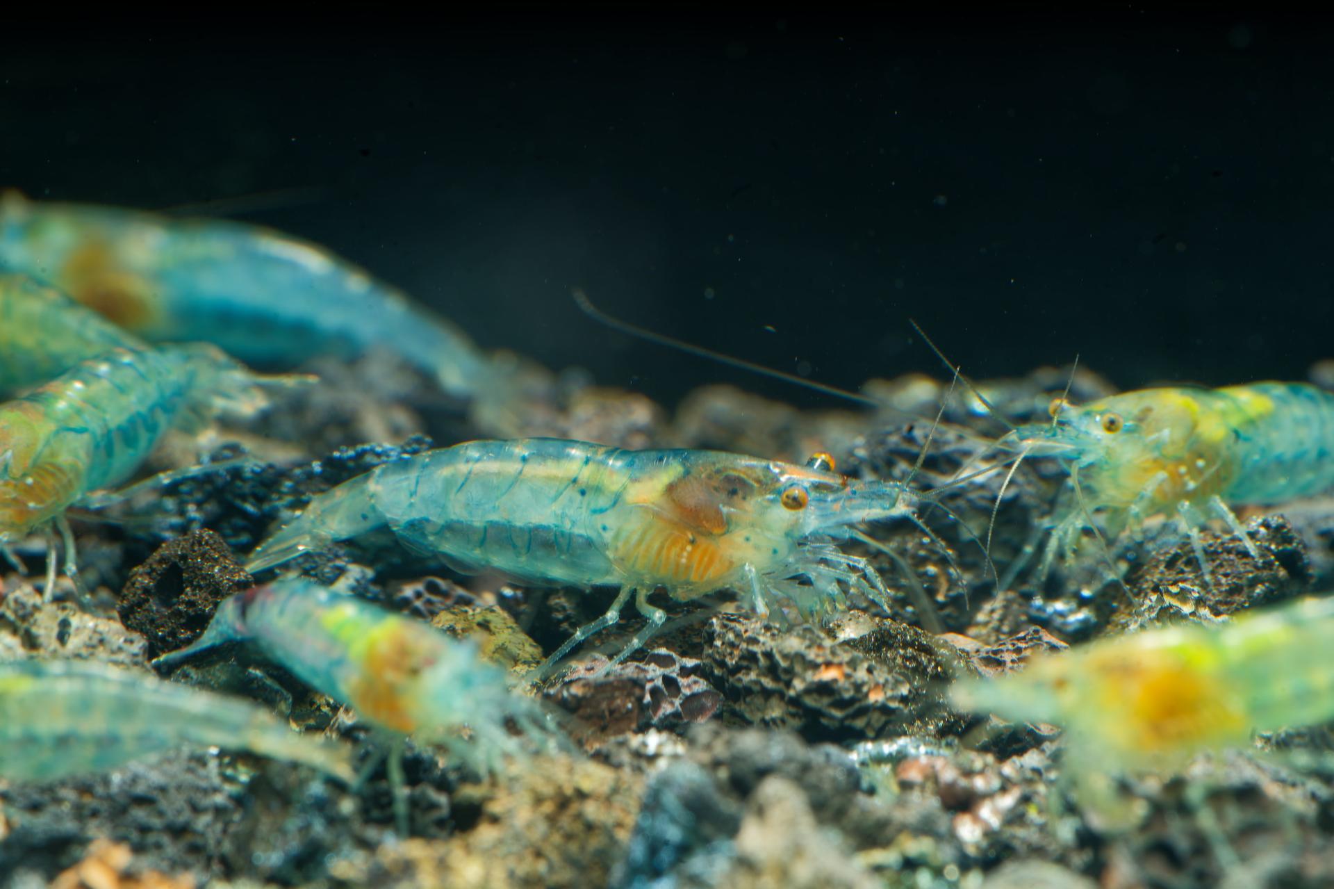Neos Blue Jelly 8