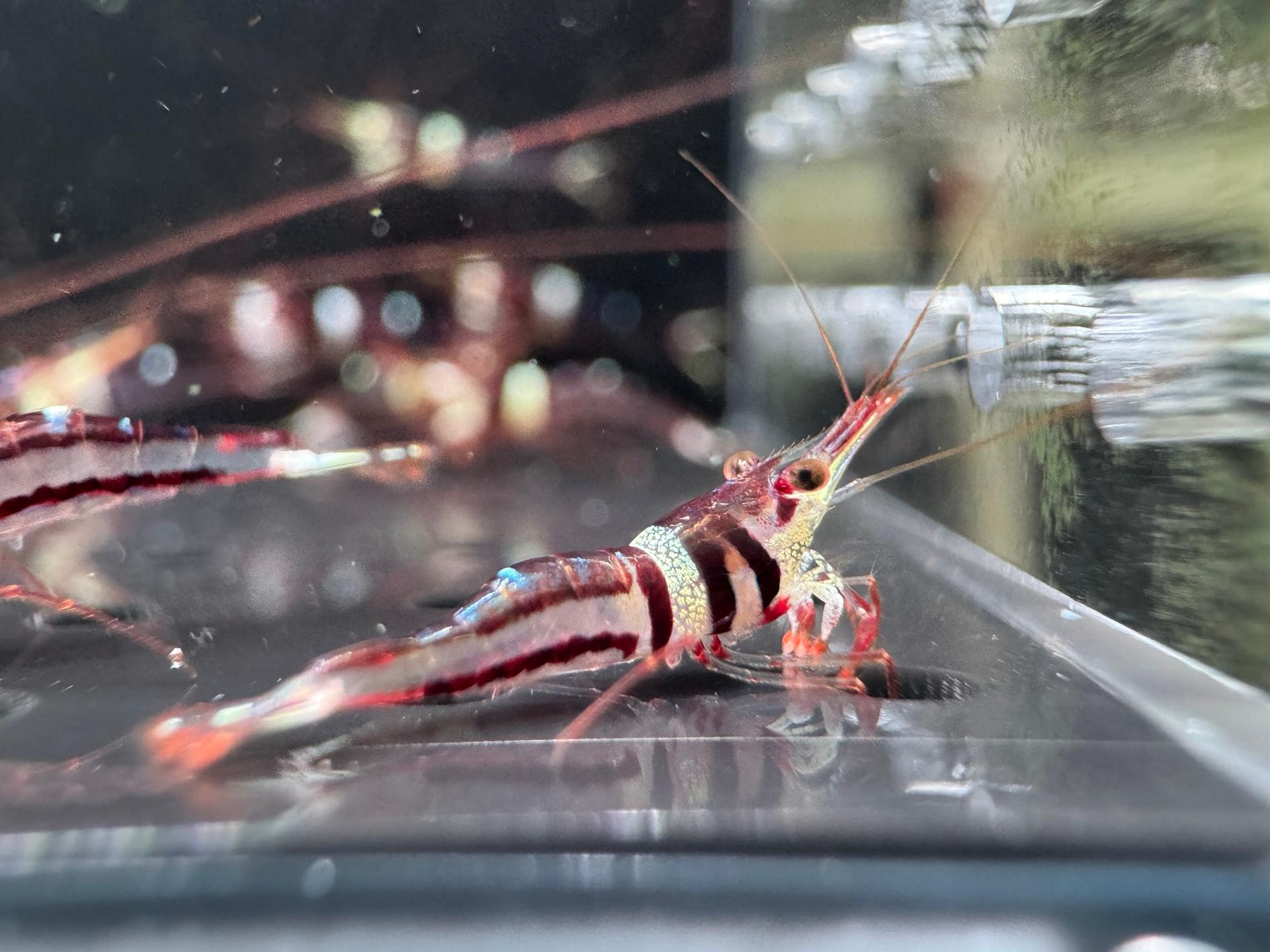 Harlequin tép Sulawesi Caridina Woltereckae