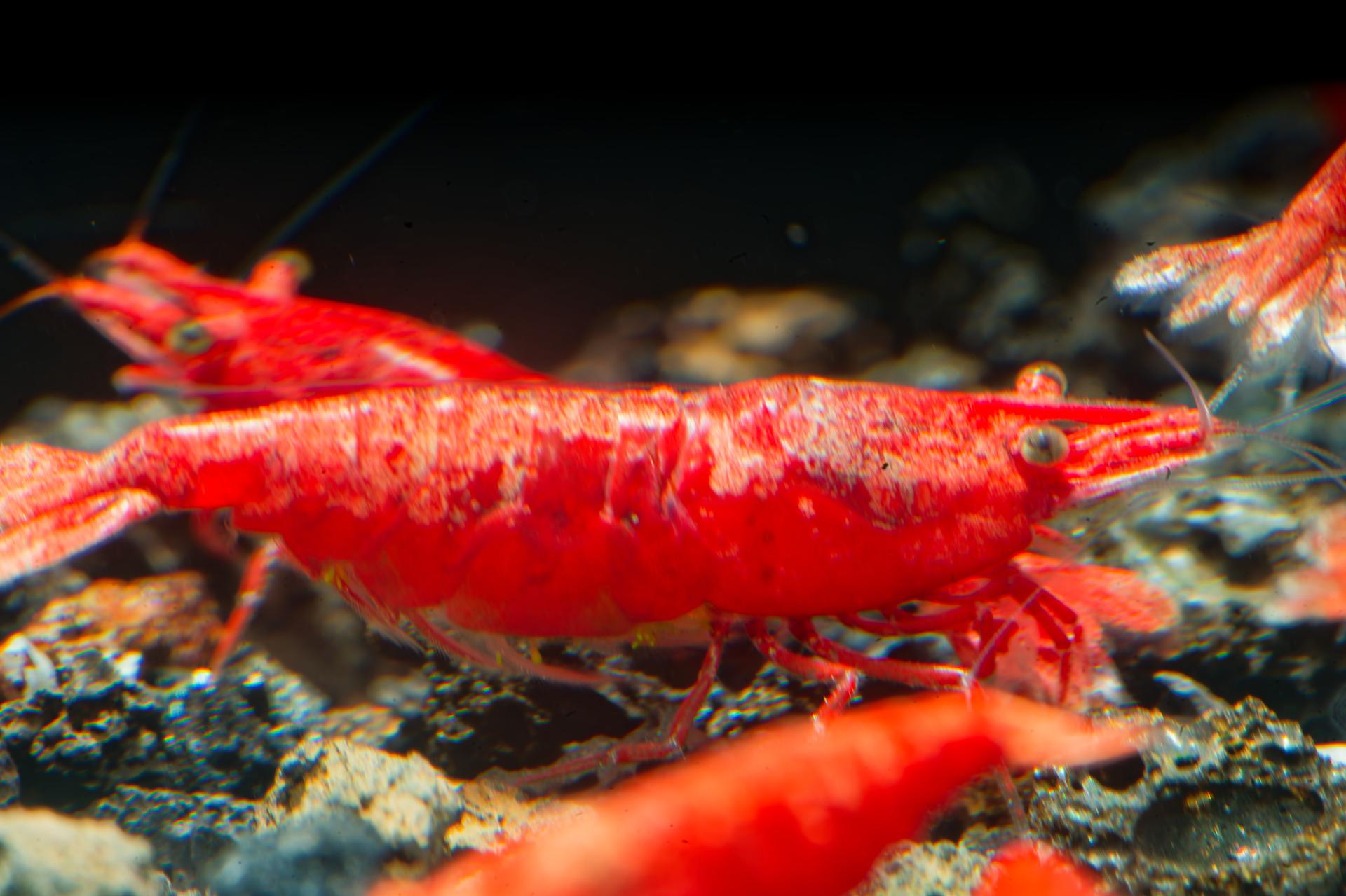 Neos Fire Red 10
