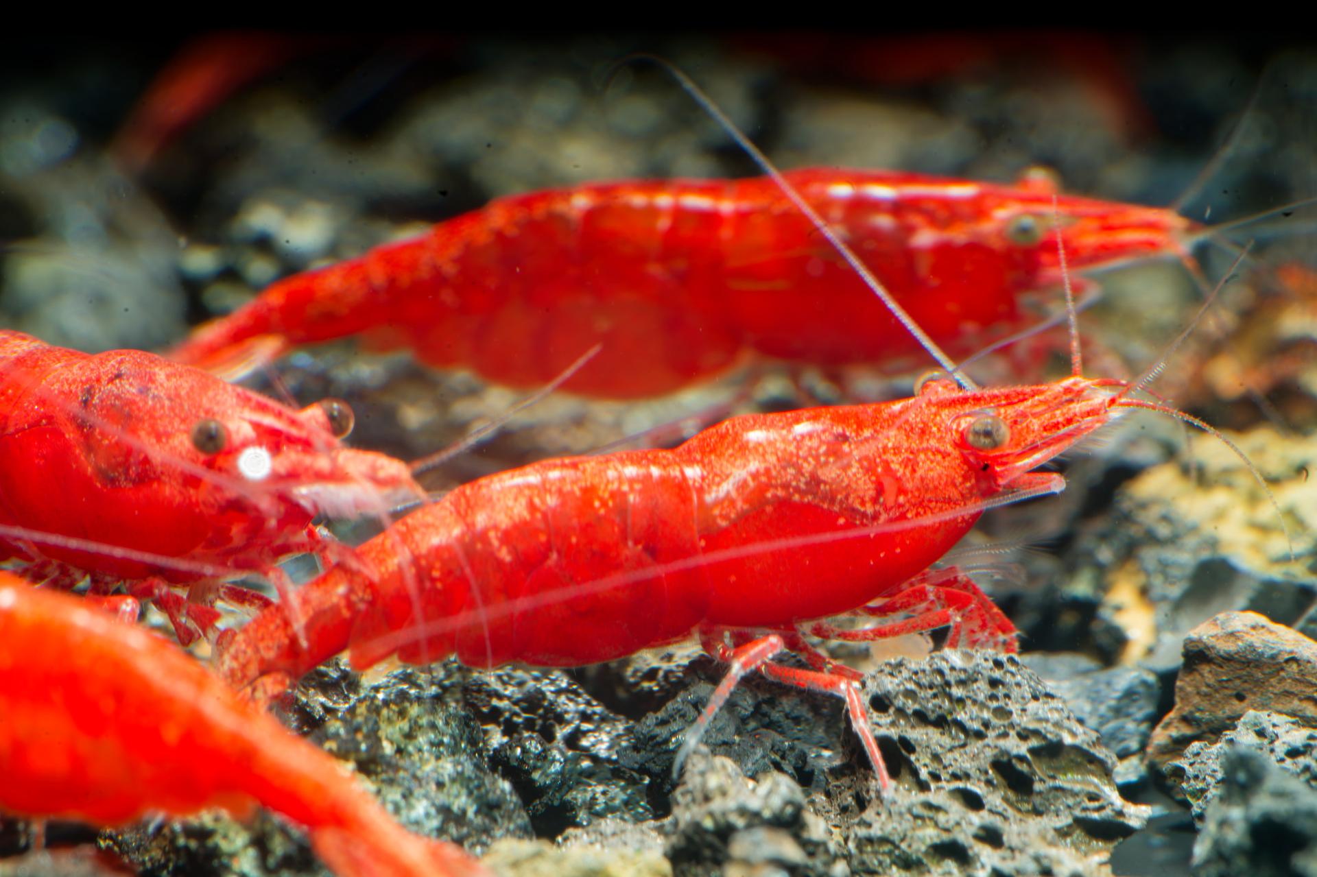 Neos Fire Red 9