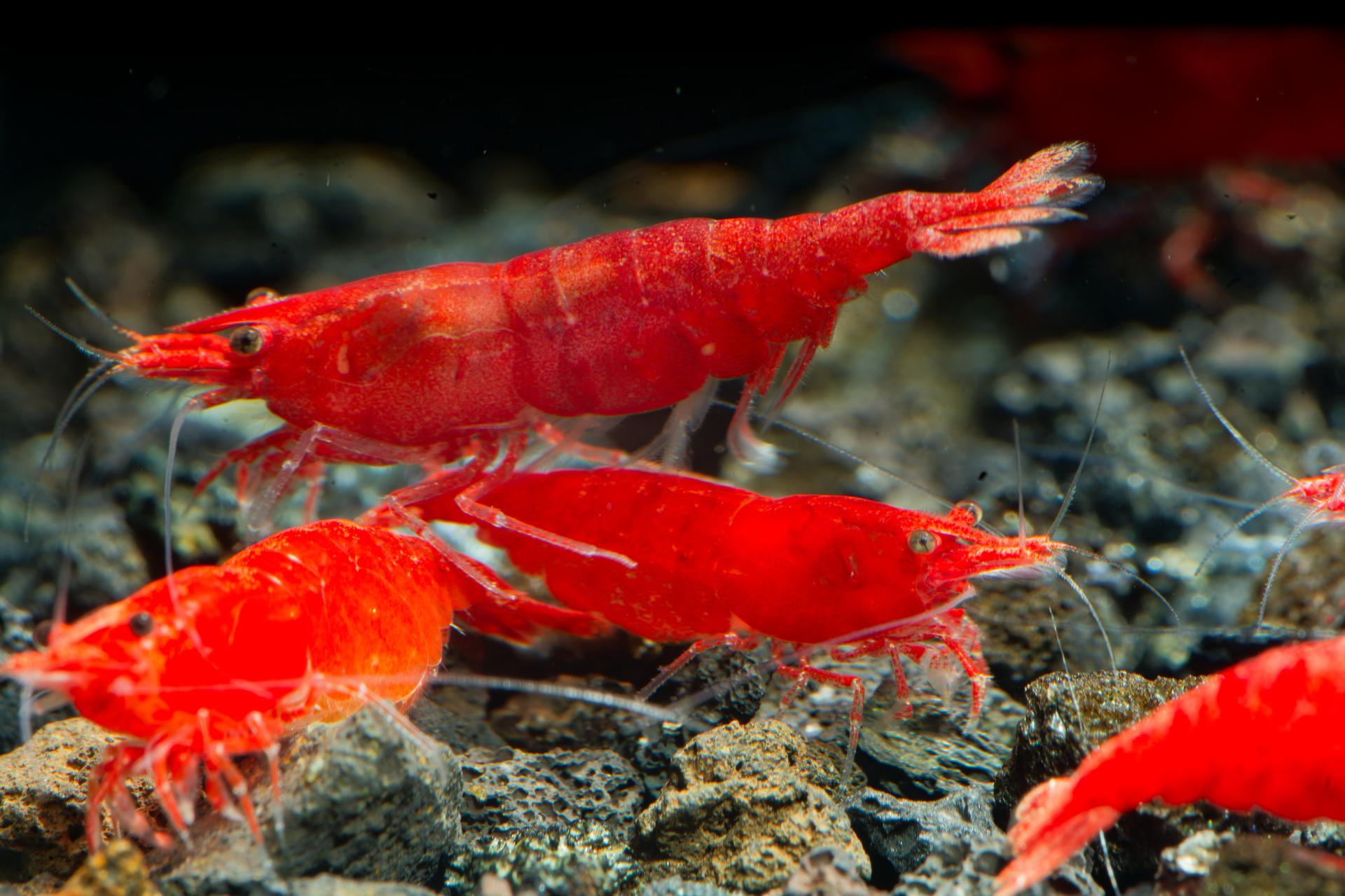 Neos Fire Red 4