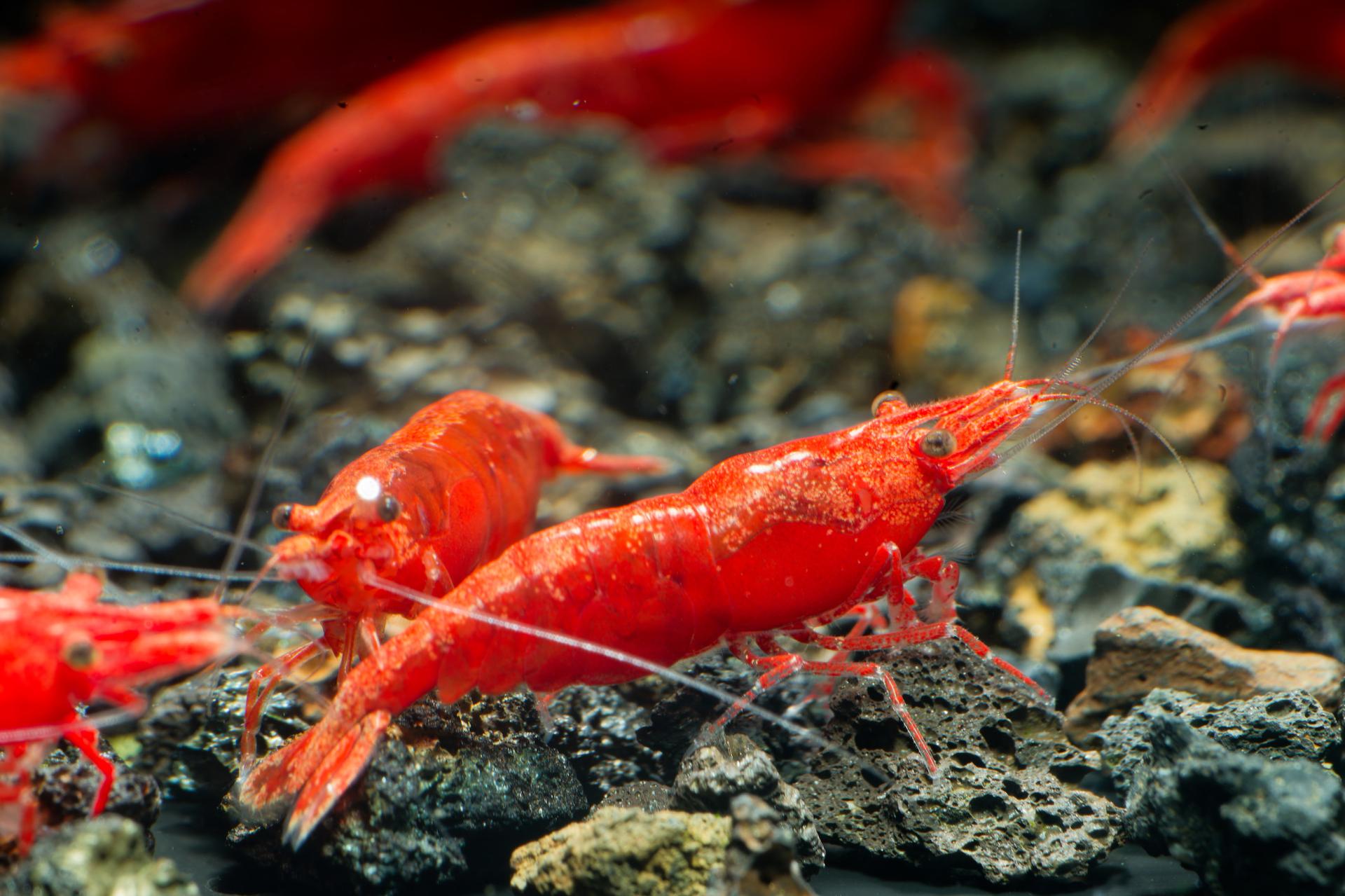 Neos Fire Red 6