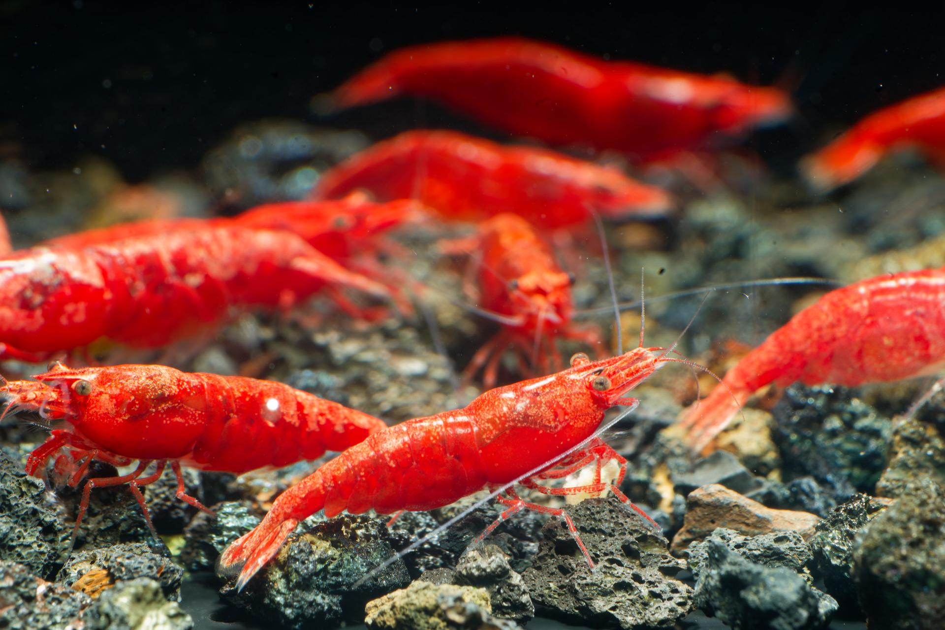 Neos Fire Red 2