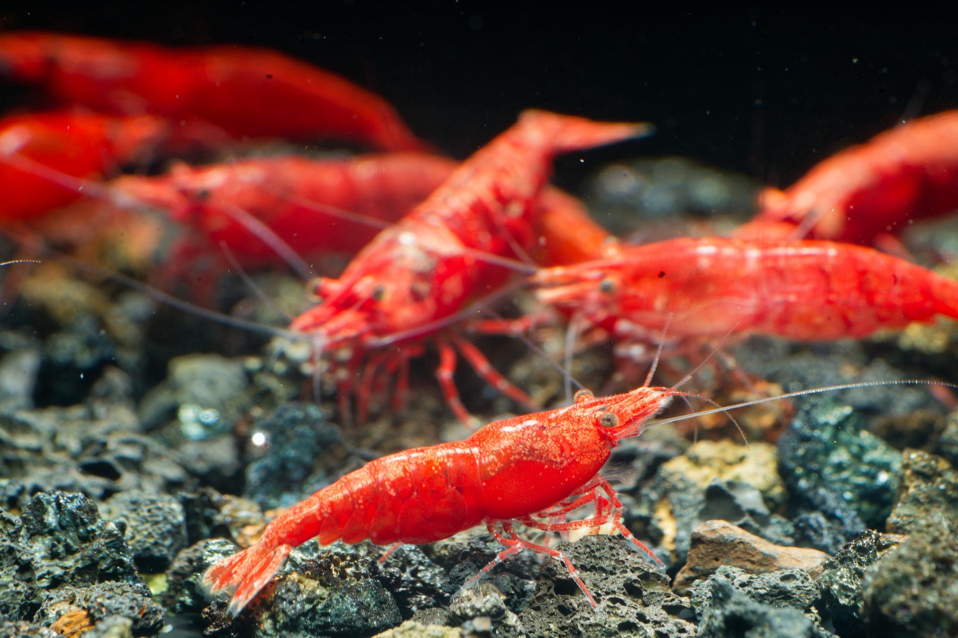 Neos Fire Red