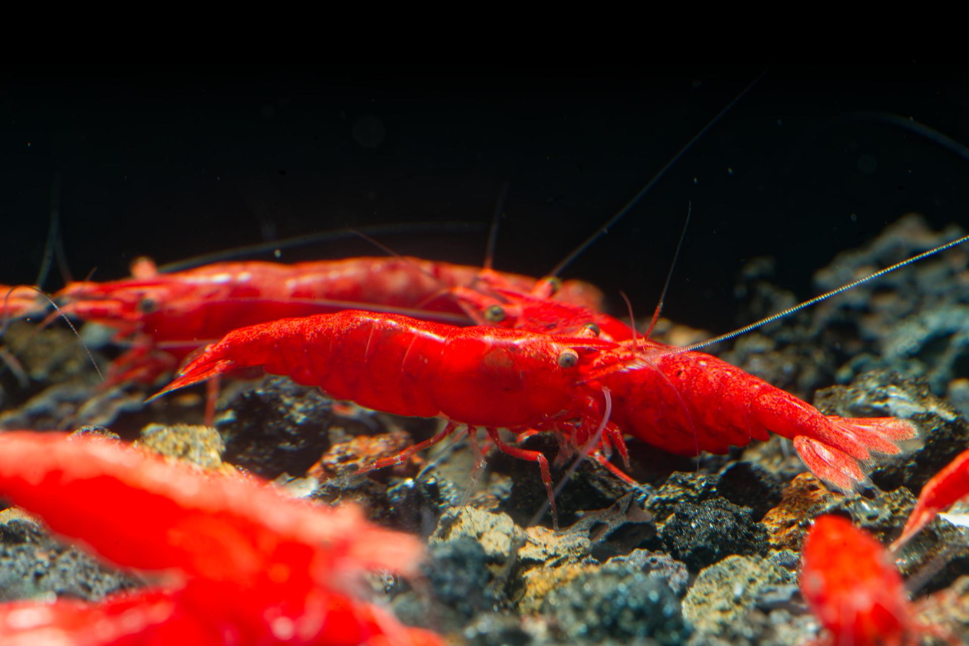 Neos Fire Red 8