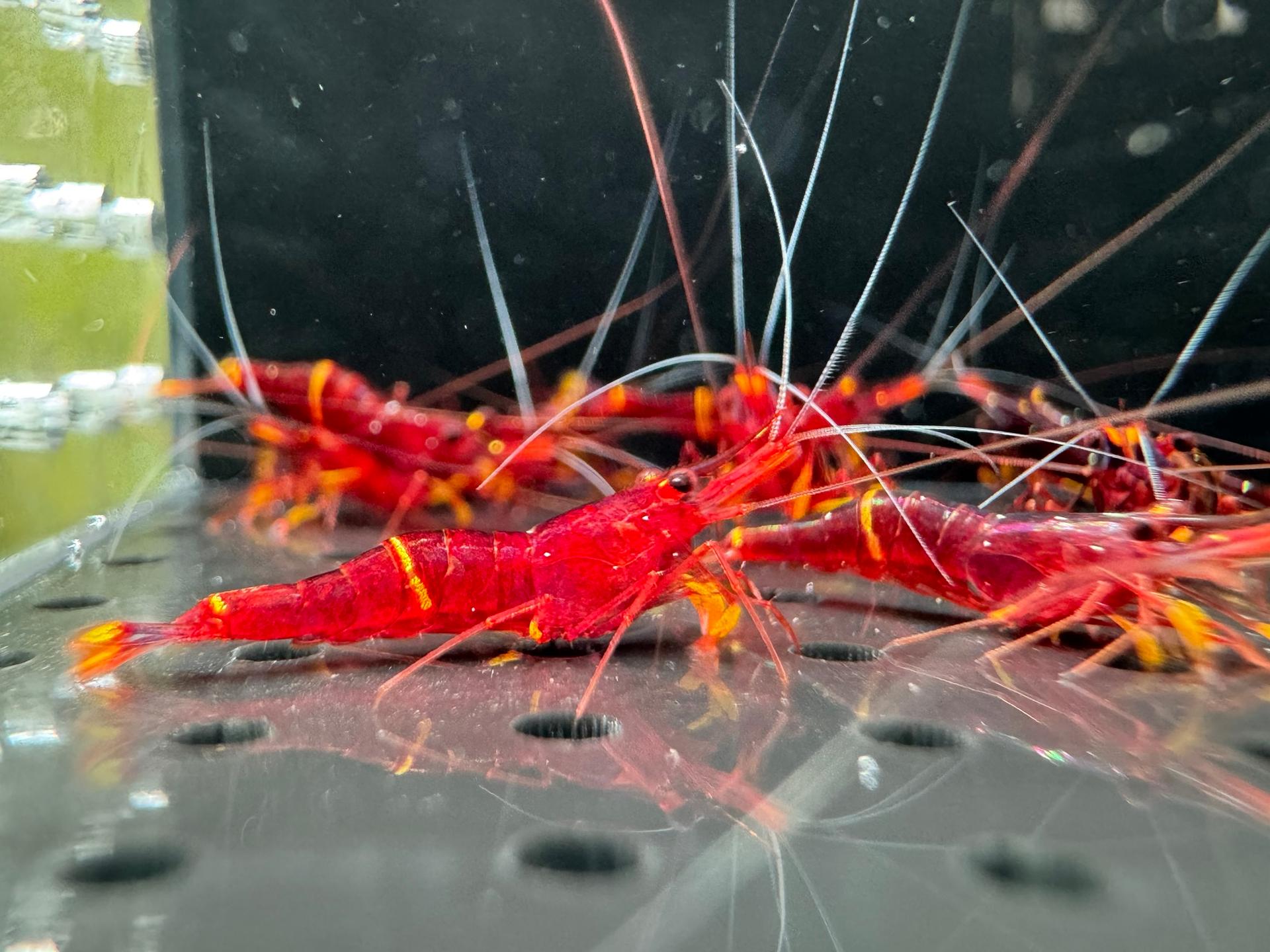 Yellow Strip Sulawesi