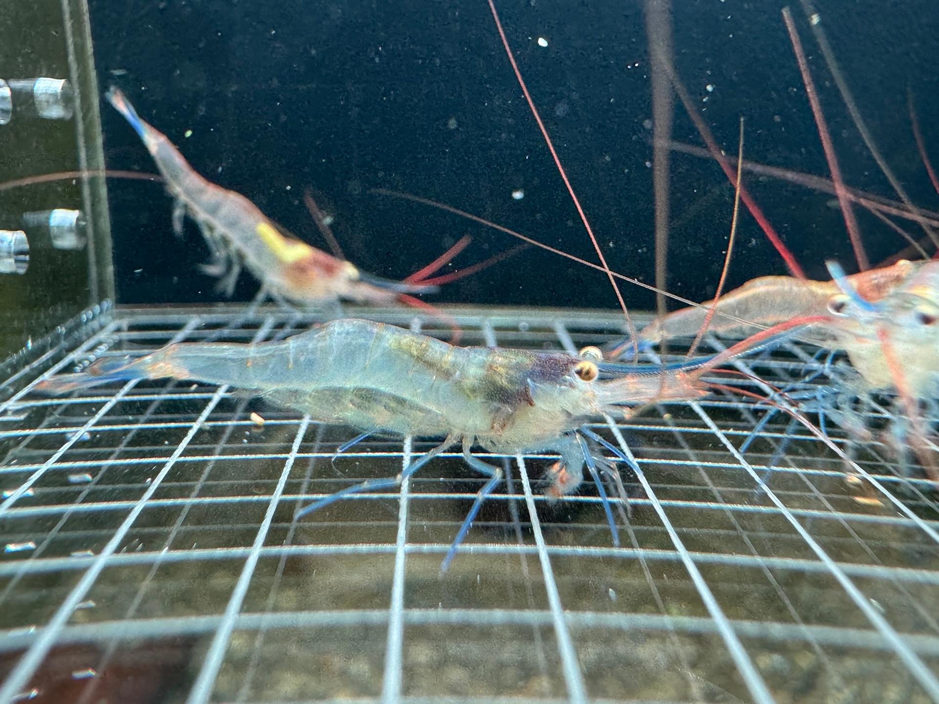 Blue Legs Poso Jack Shrimp