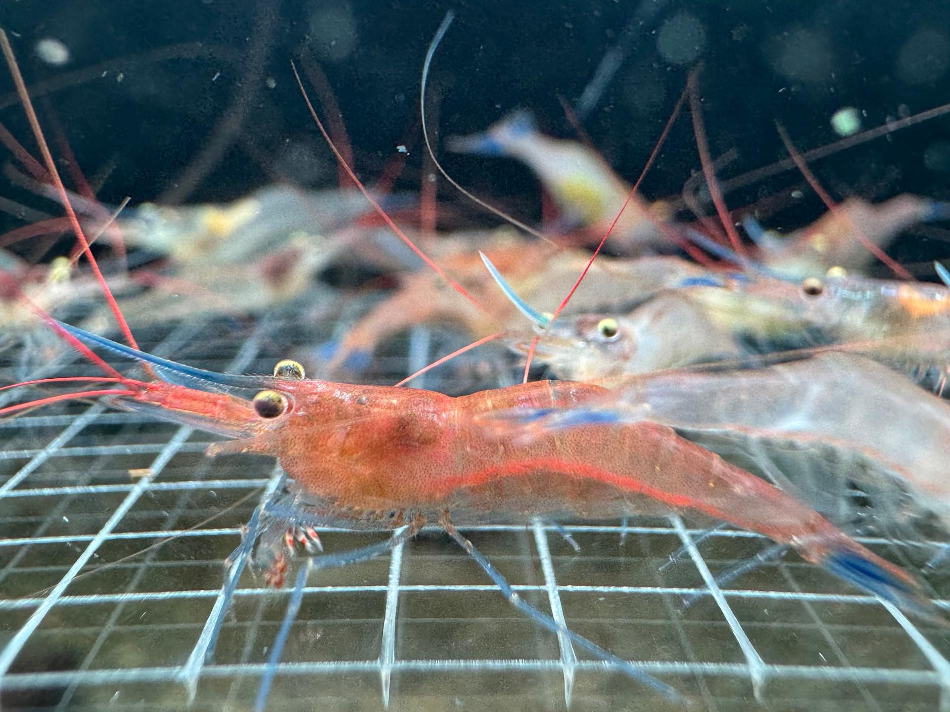 Blue Legs Poso hồ Sulawesi