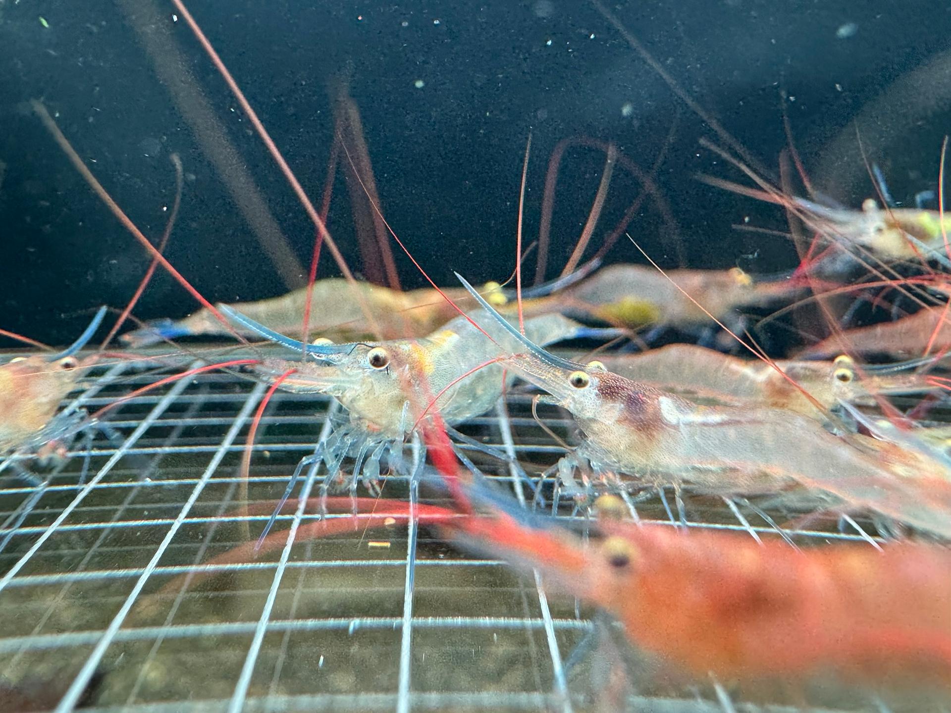 Blue Legs Poso Sulawesi