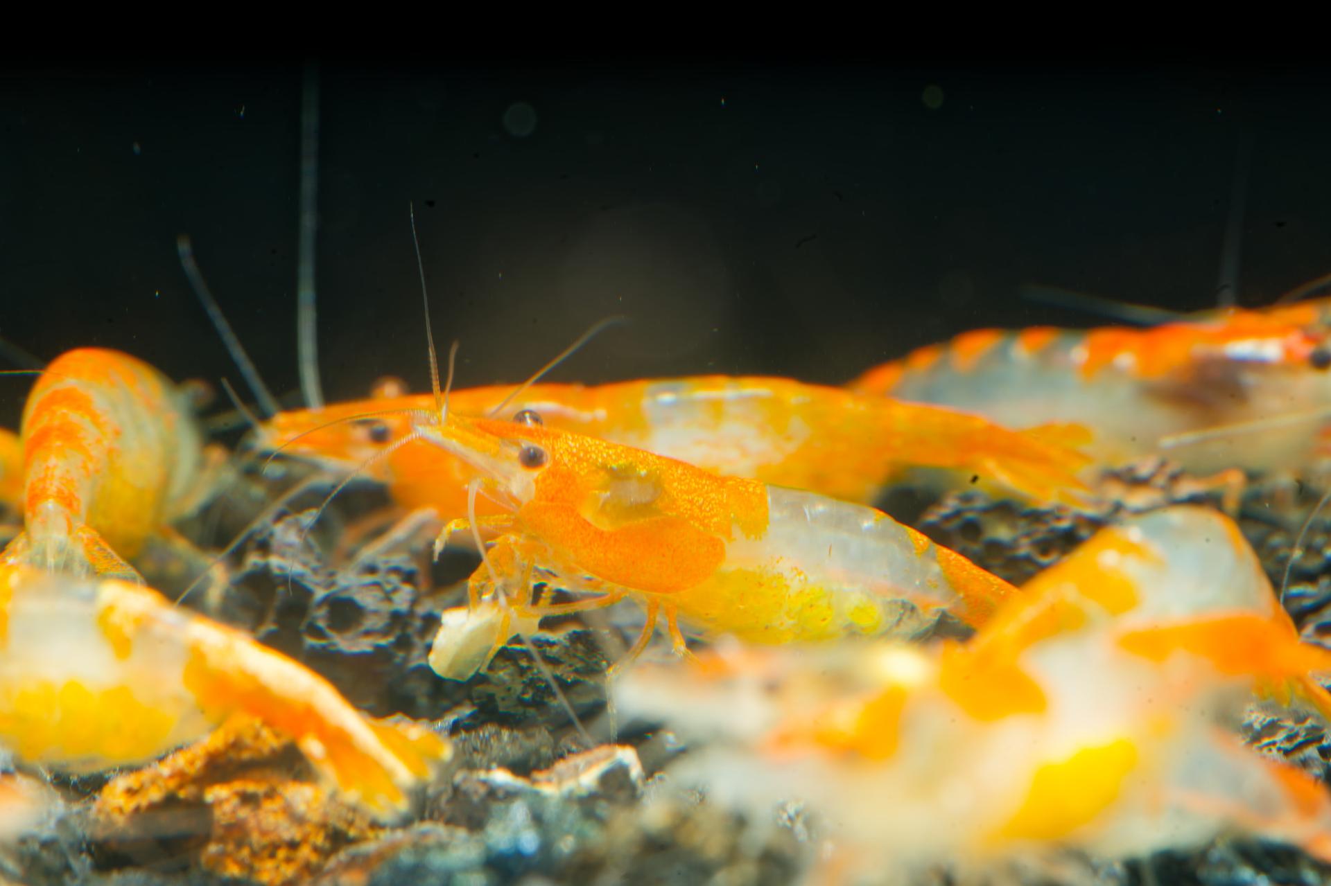 Neos Orange Rili 8