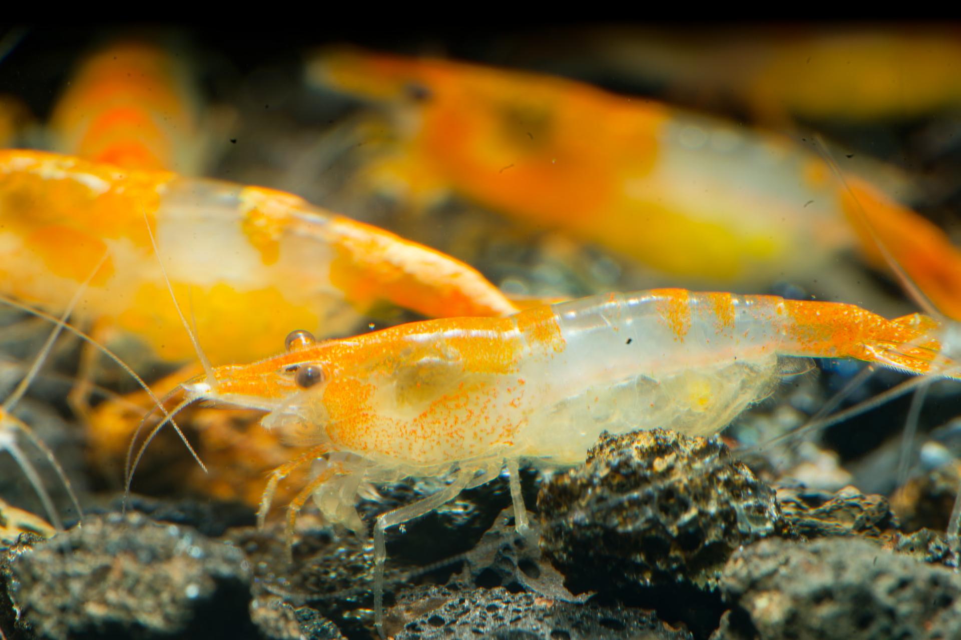 Neos Orange Rili 10
