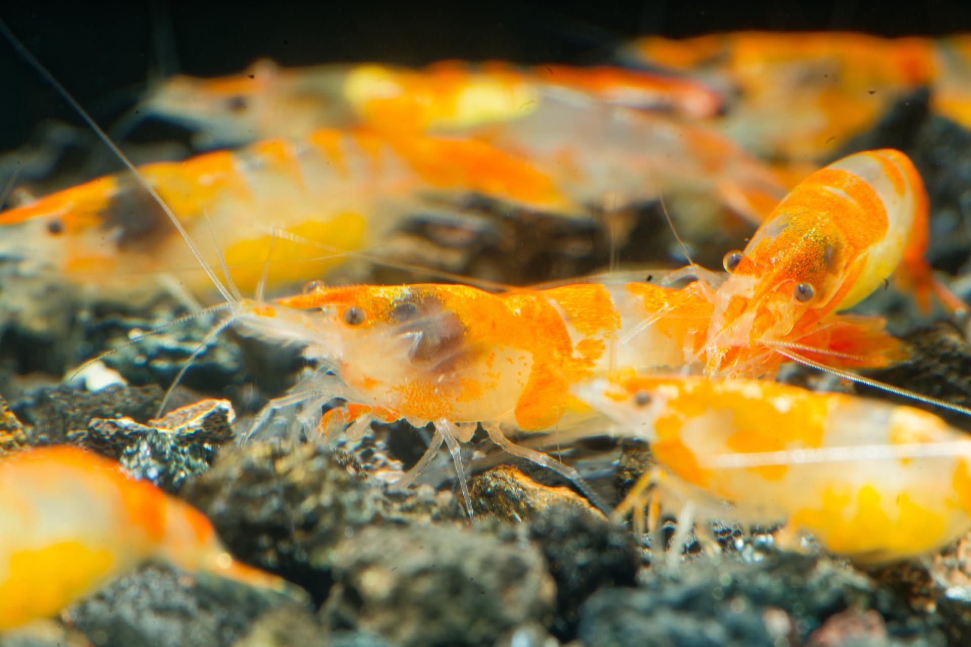 Neos Orange Rili