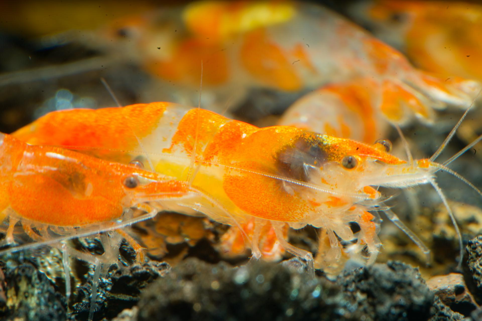 Neos Orange Rili 9