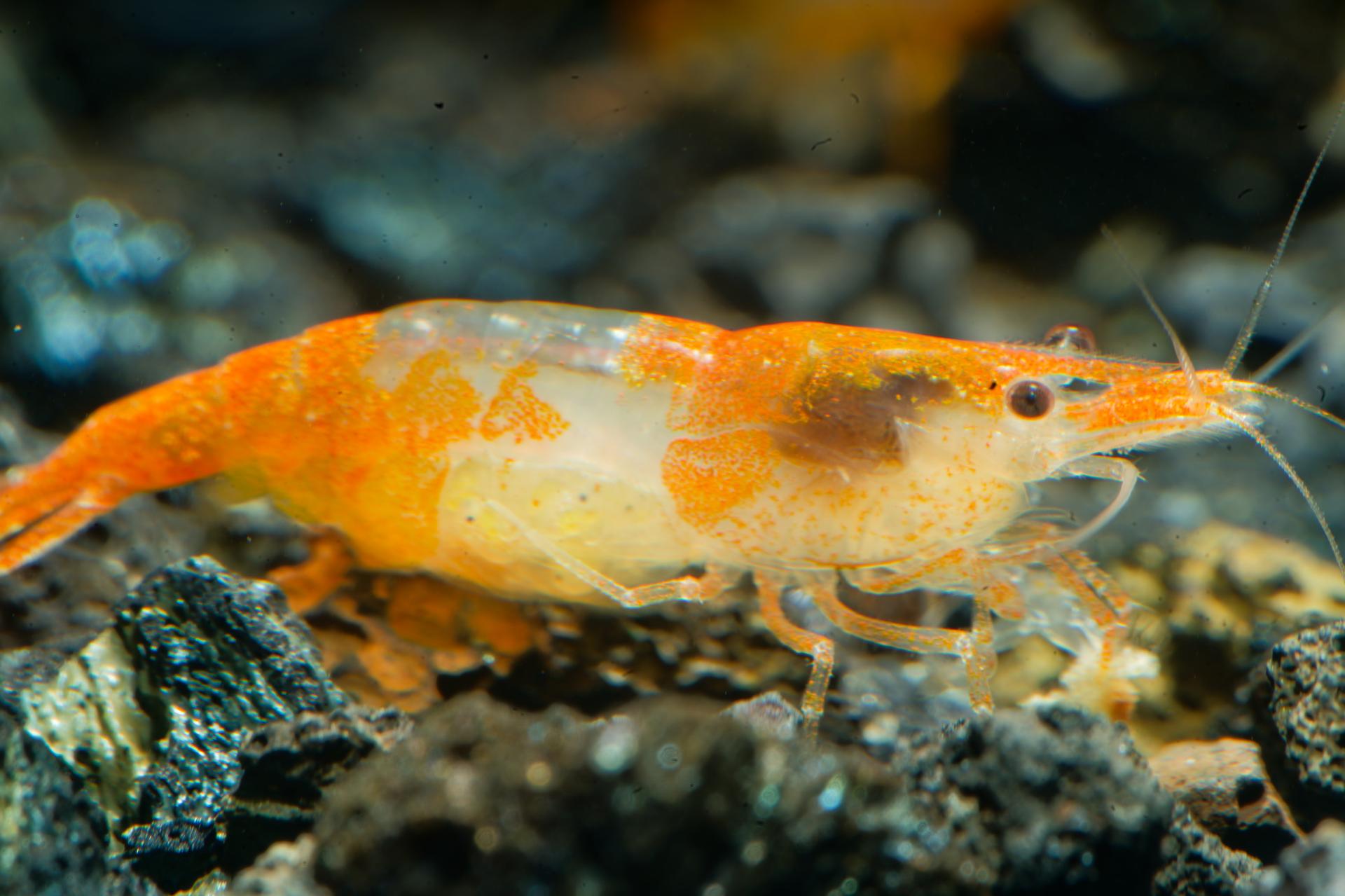 Neos Orange Rili 7