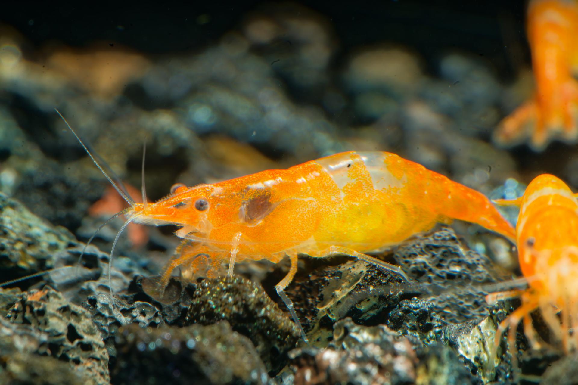 Neos Orange Rili 4
