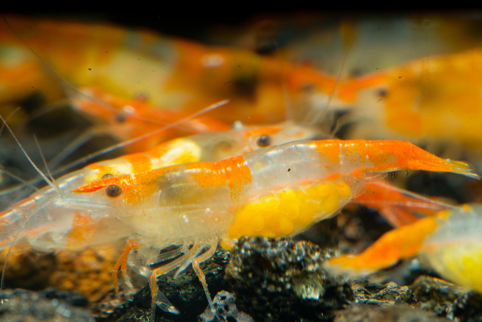 Neos Orange Rili 2
