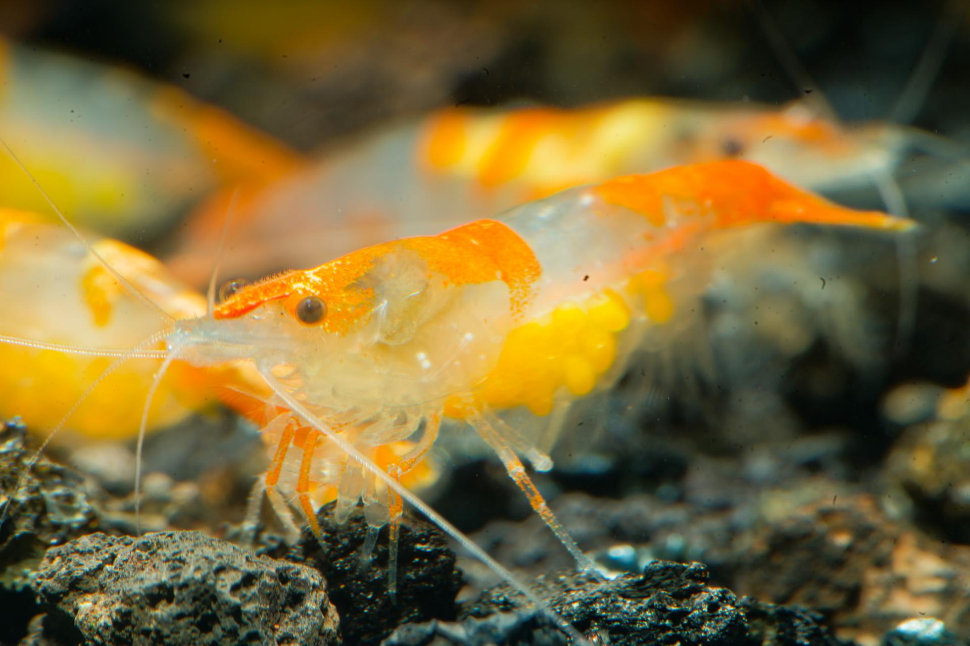 Neos Orange Rili 6