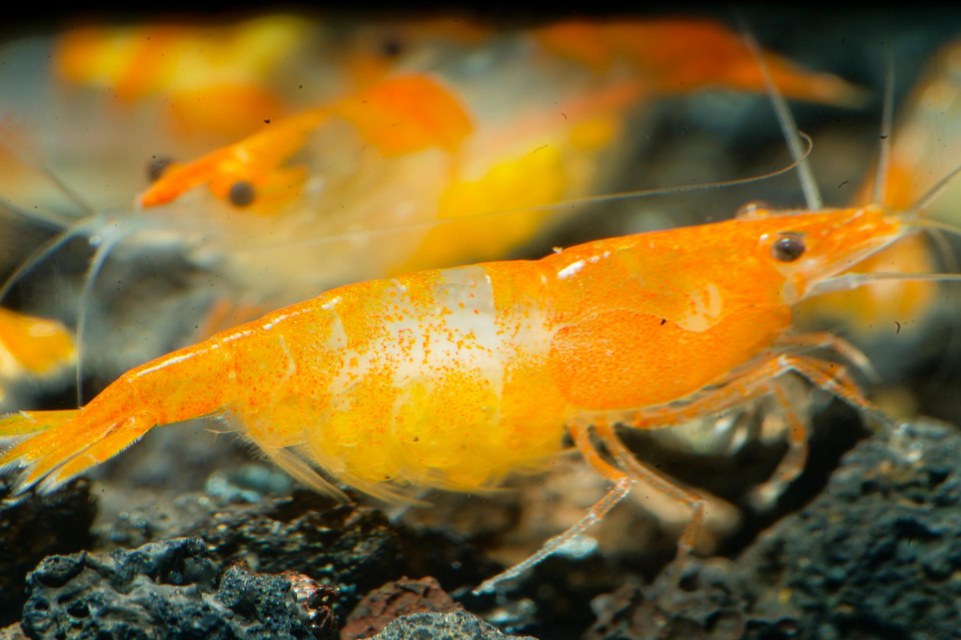 Neos Orange Rili 5