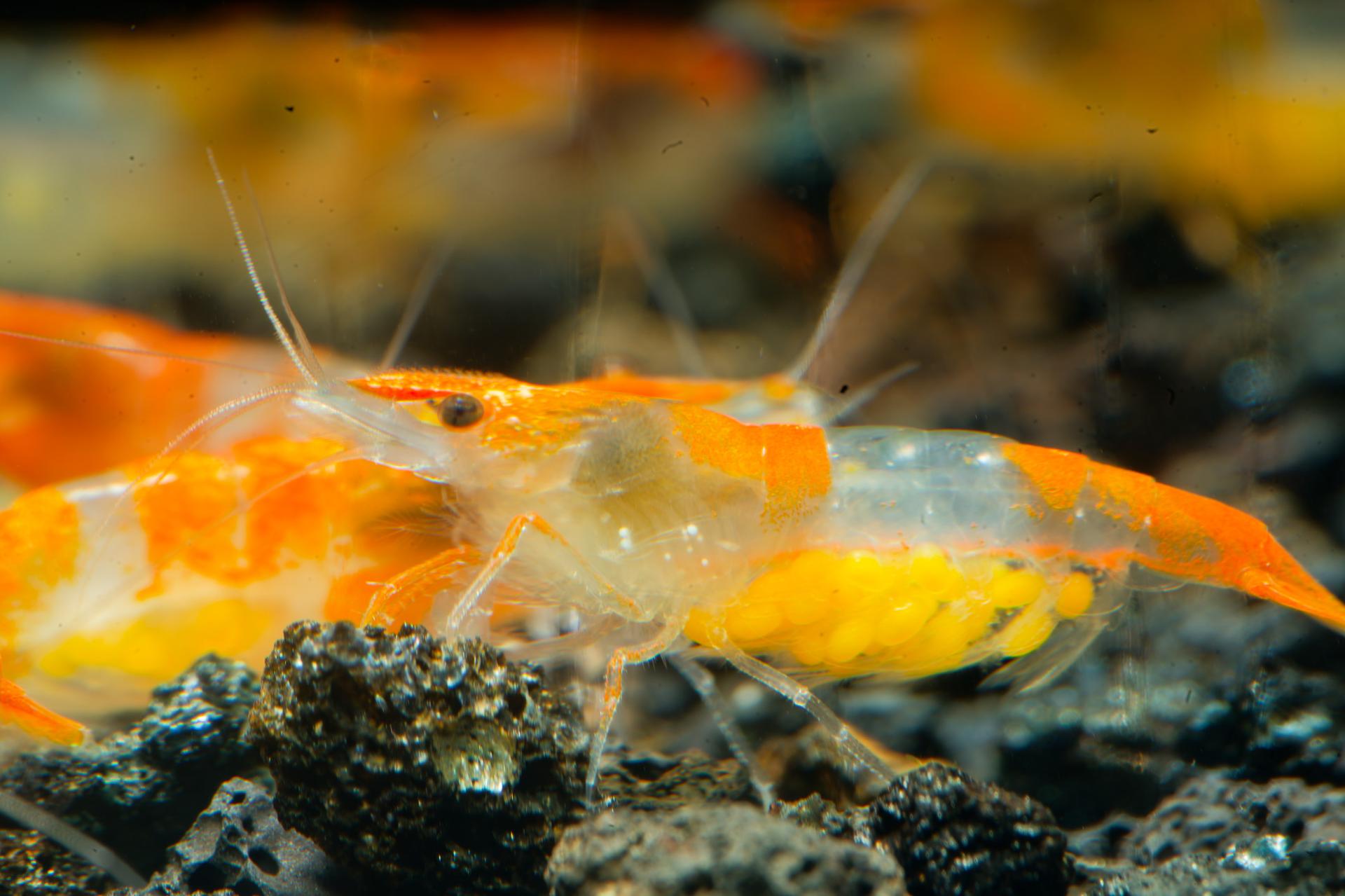 Neos Orange Rili