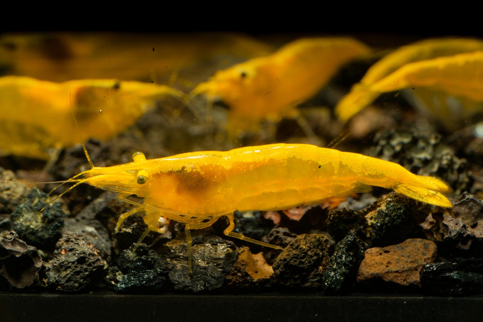 Neos Yellow Taiwan 7