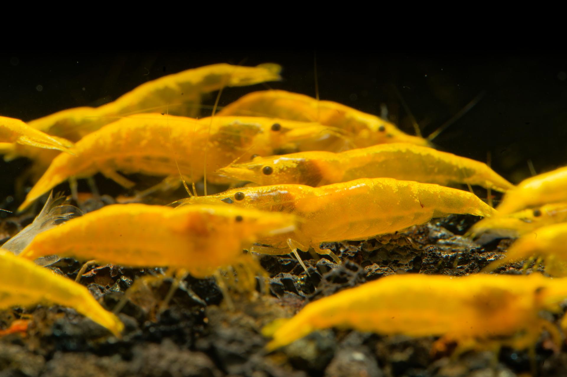 Neos Yellow Taiwan 11