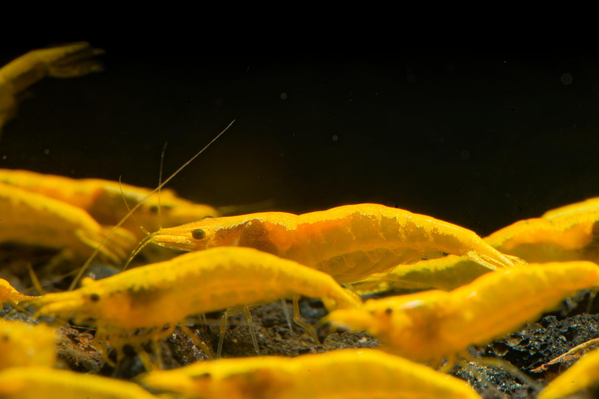 Neos Yellow Taiwan