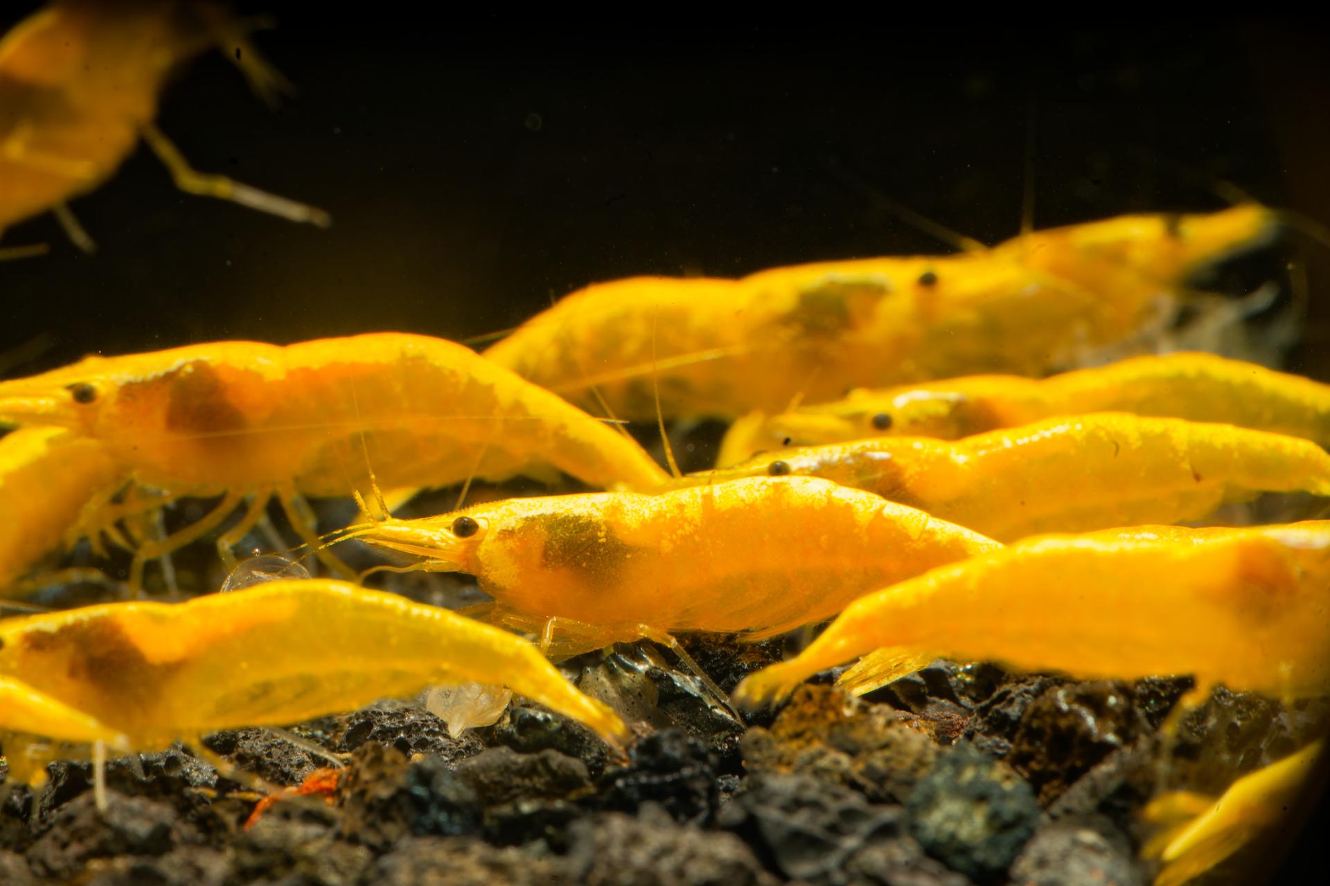 Neos Yellow Taiwan 10