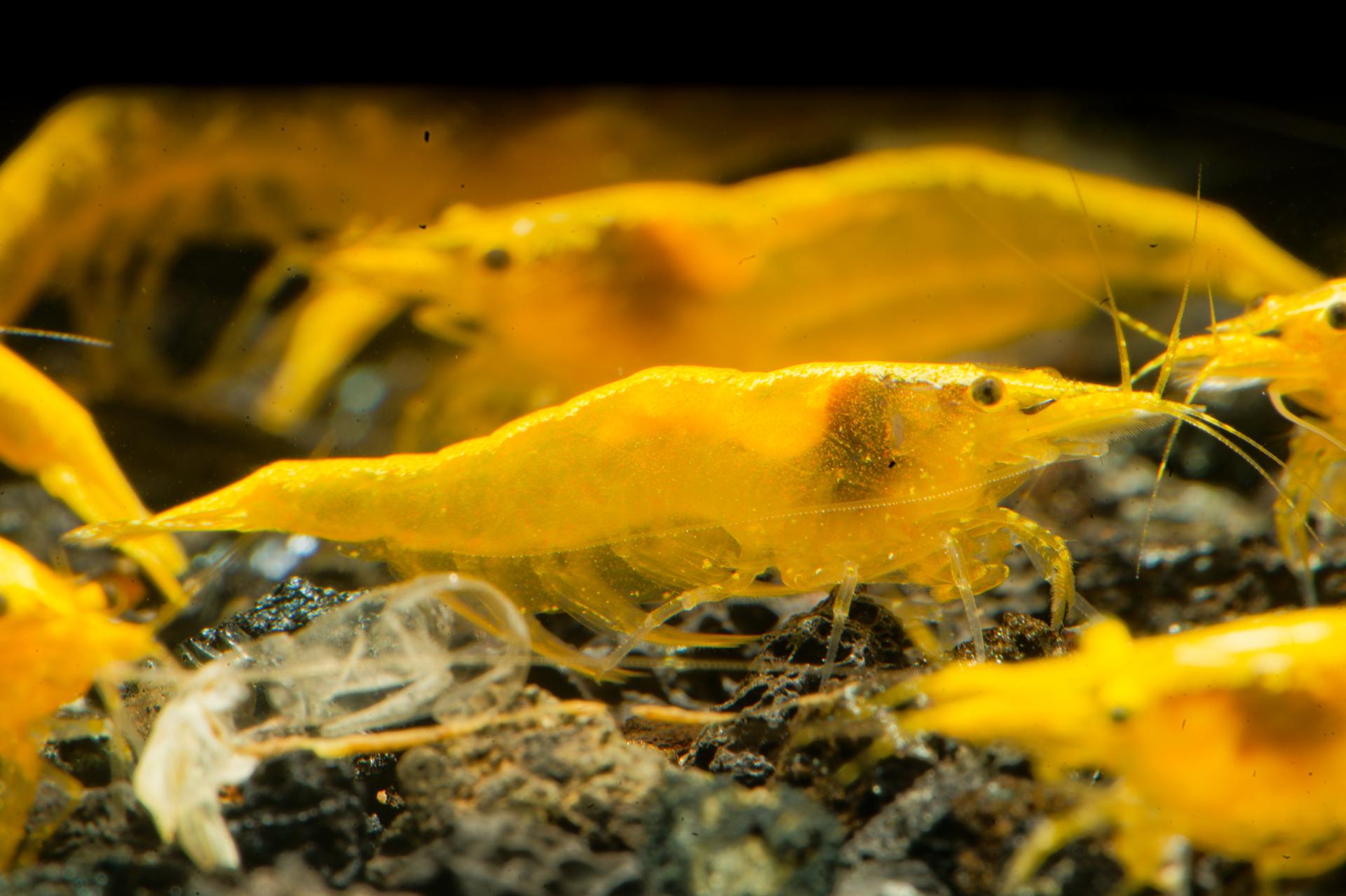 Neos Yellow Taiwan 8