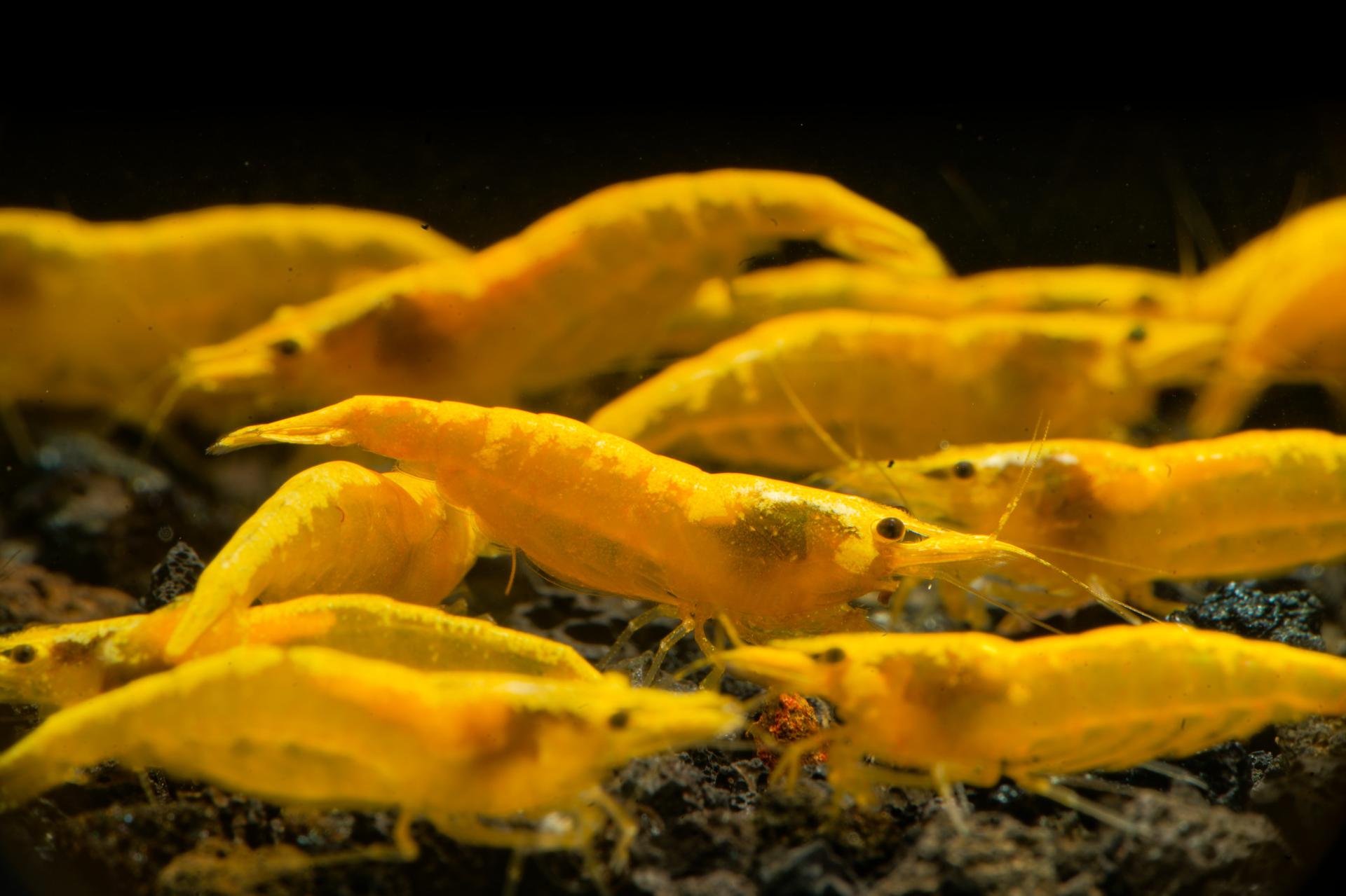 Neos Yellow Taiwan 13