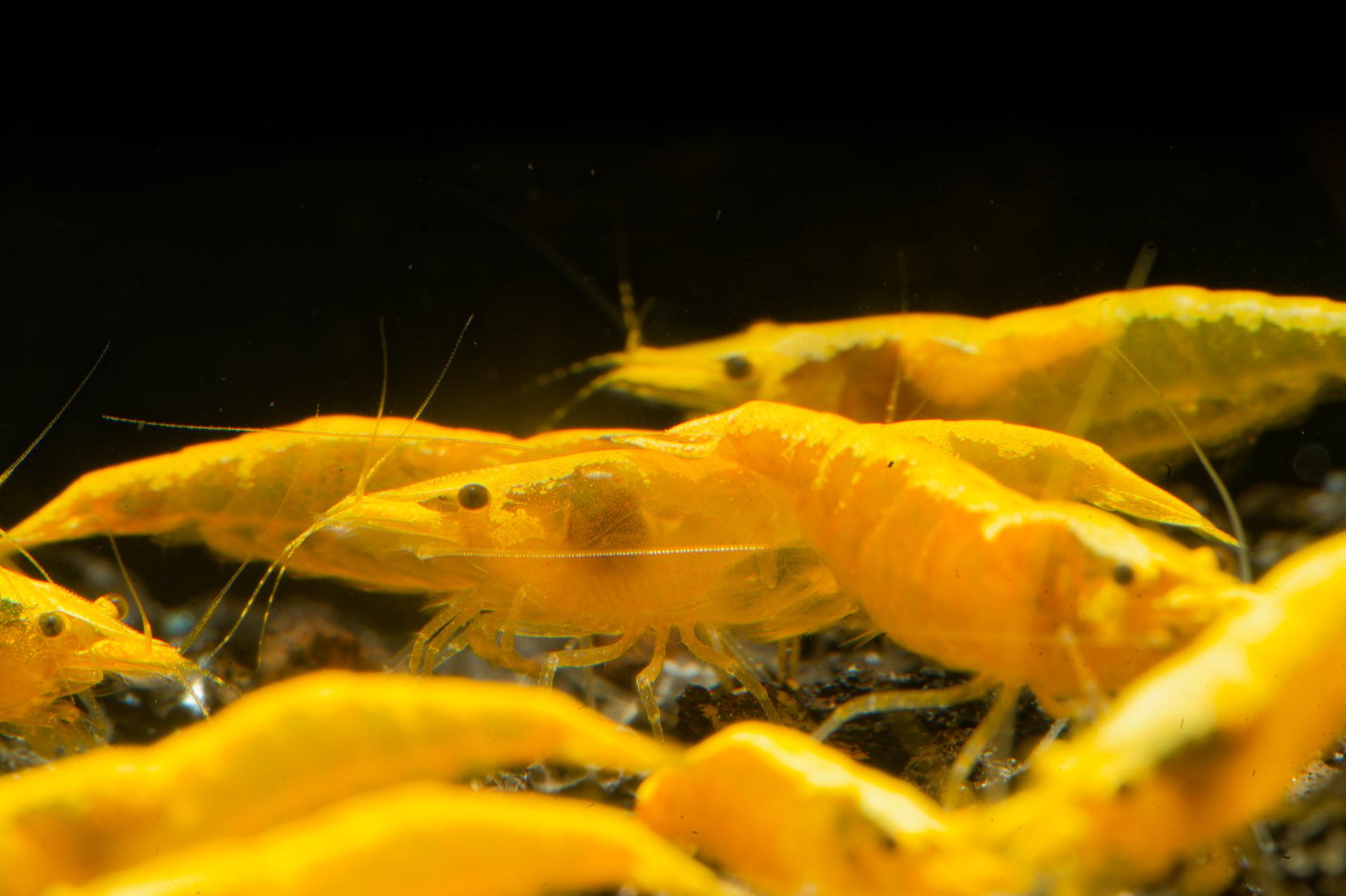 Neos Yellow Taiwan 2