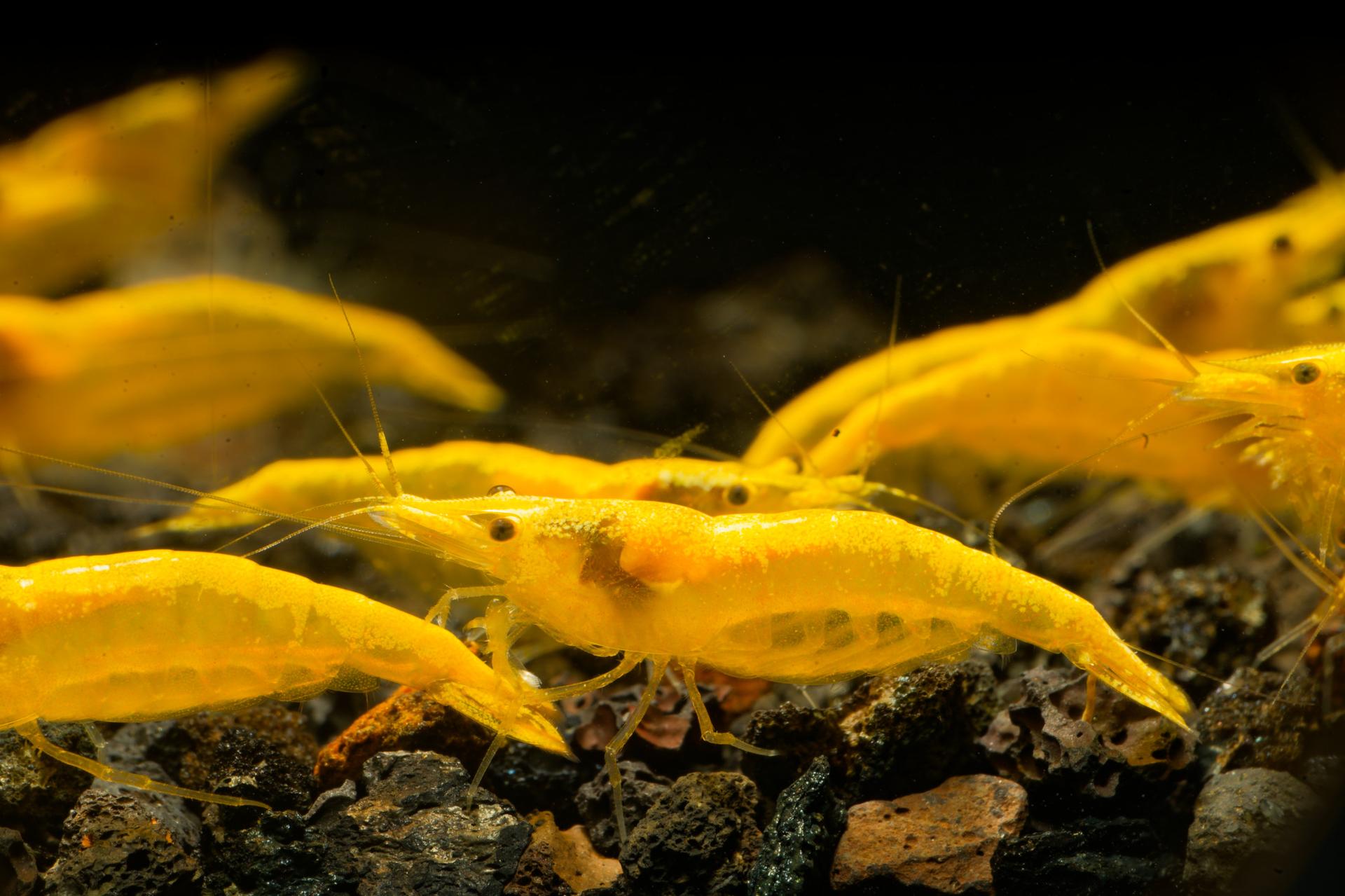 Neos Yellow Taiwan 9