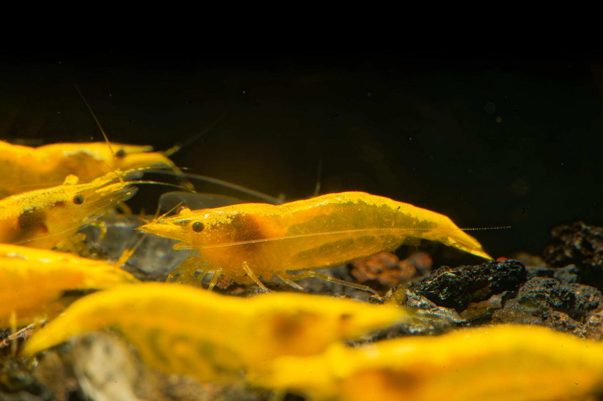 Neos Yellow Taiwan 4