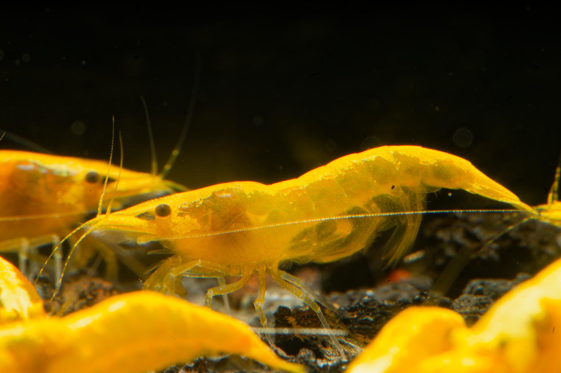 Neos Yellow Taiwan