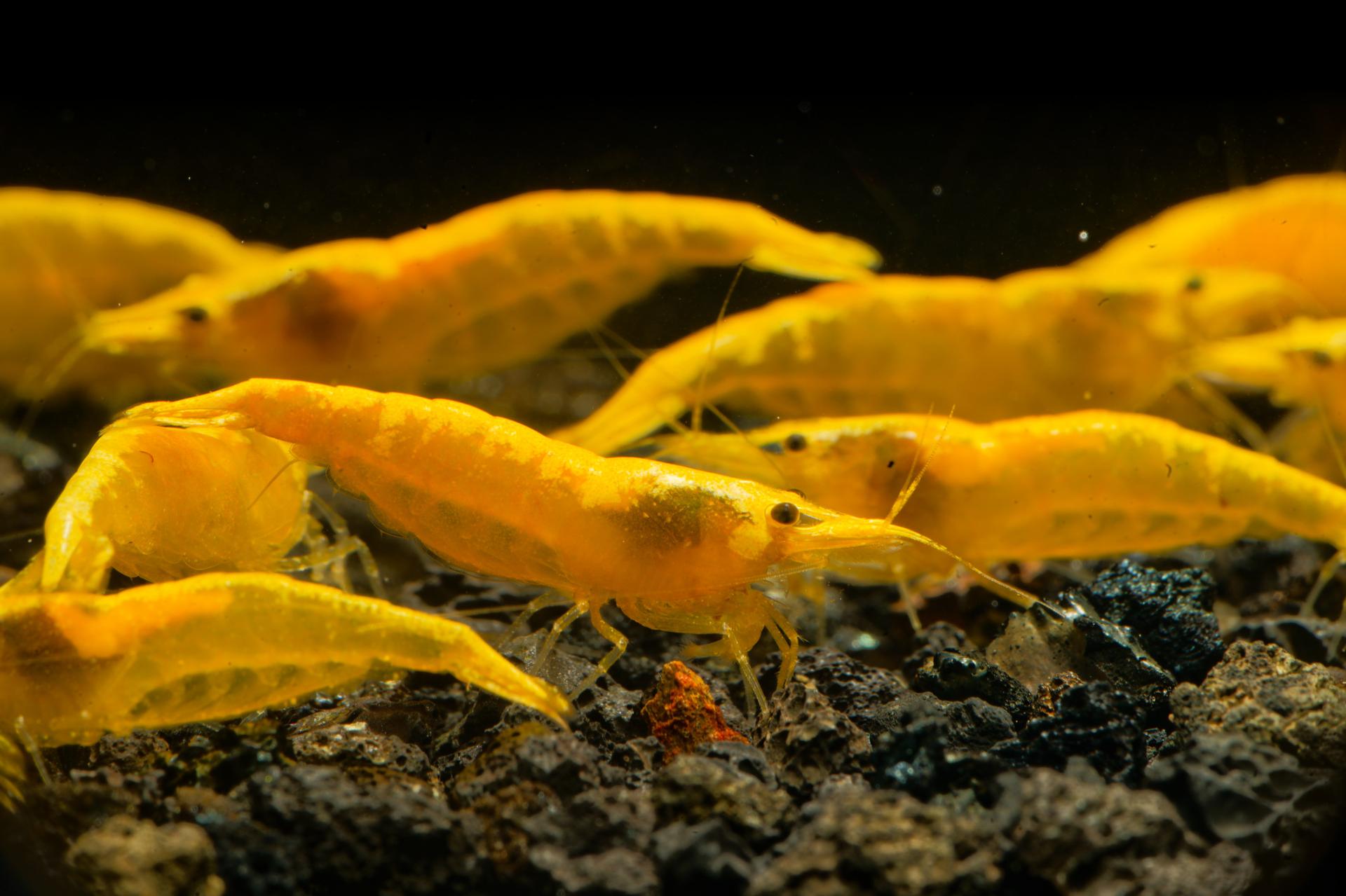 Neos Yellow Taiwan 14
