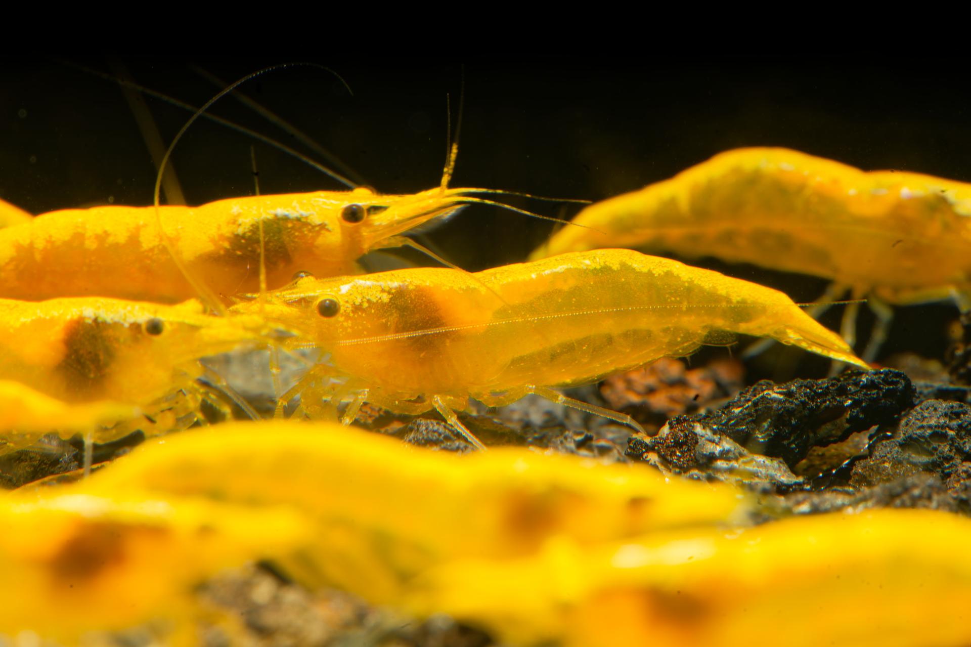 Neos Yellow Taiwan 5