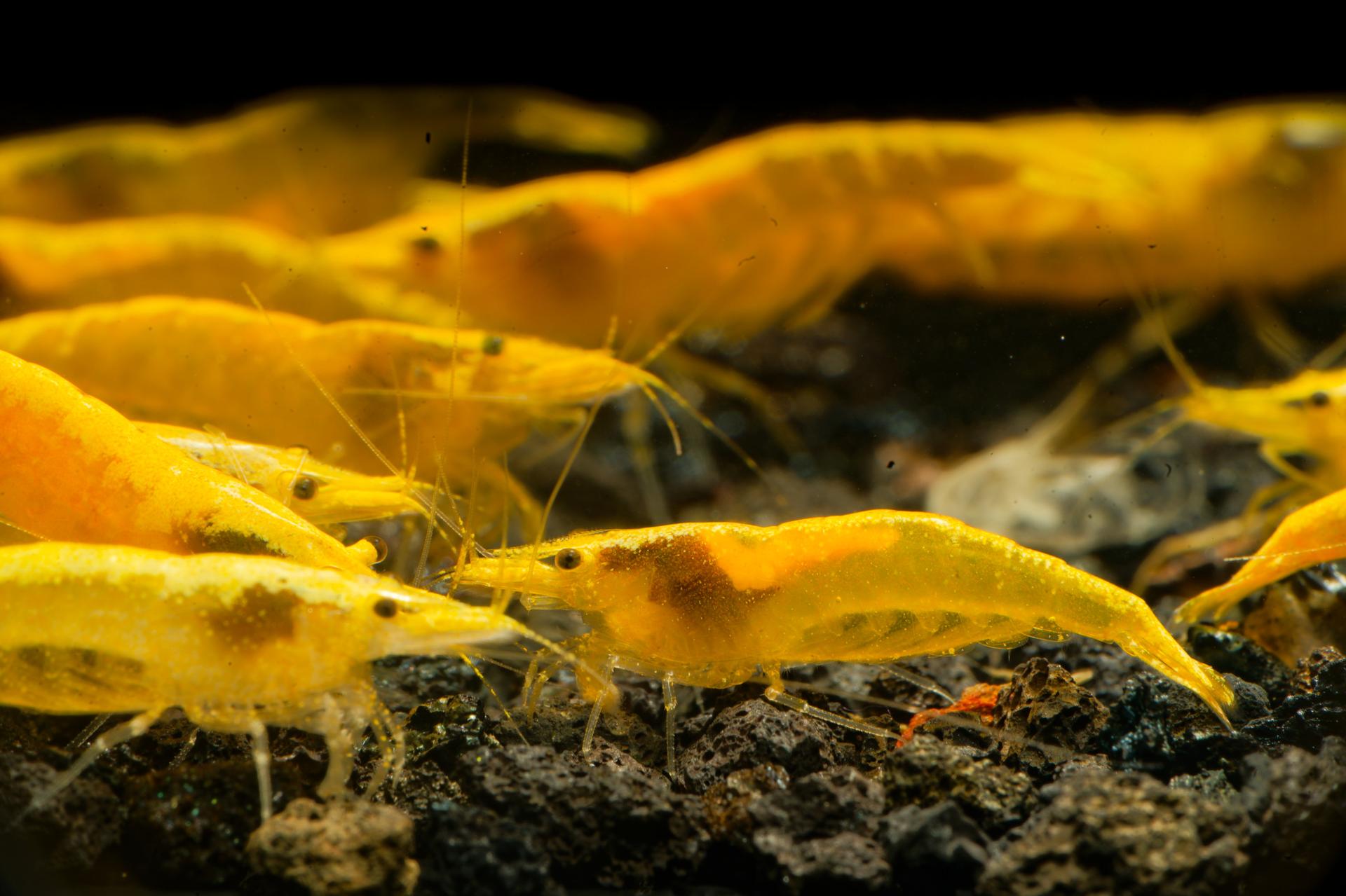 Neos Yellow Taiwan 12