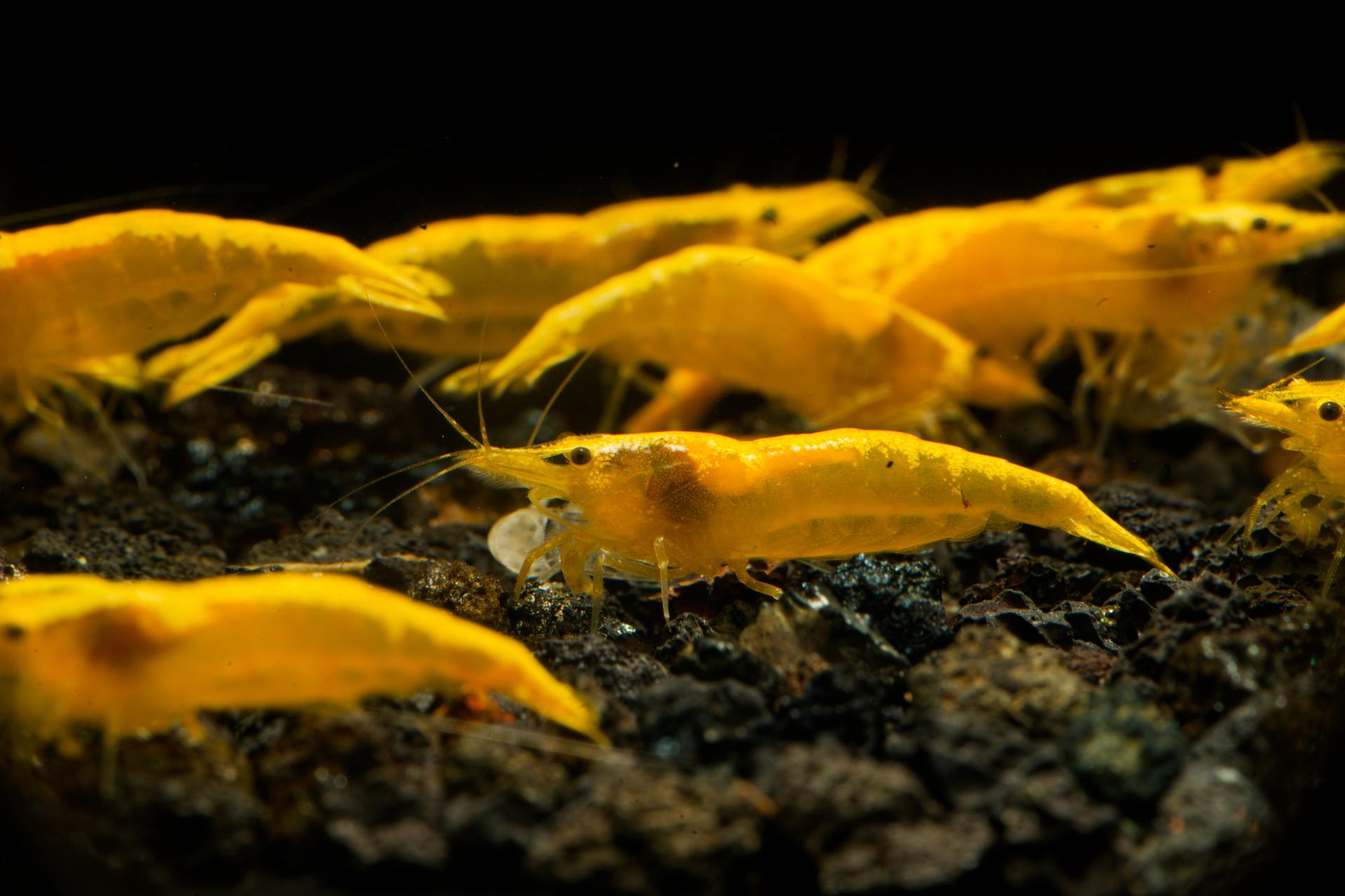 Neos Yellow Taiwan 15