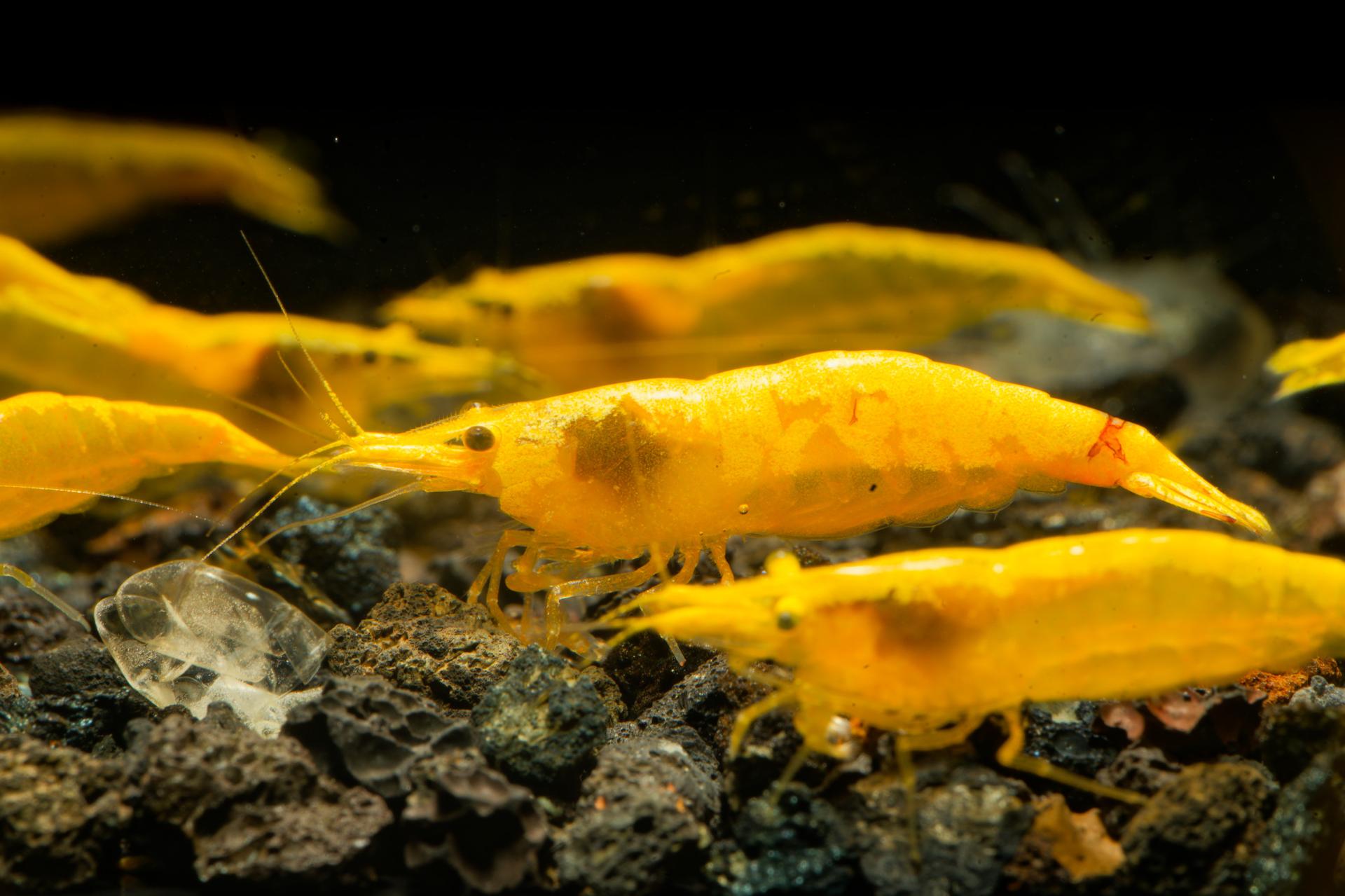 Neos Yellow Taiwan 6
