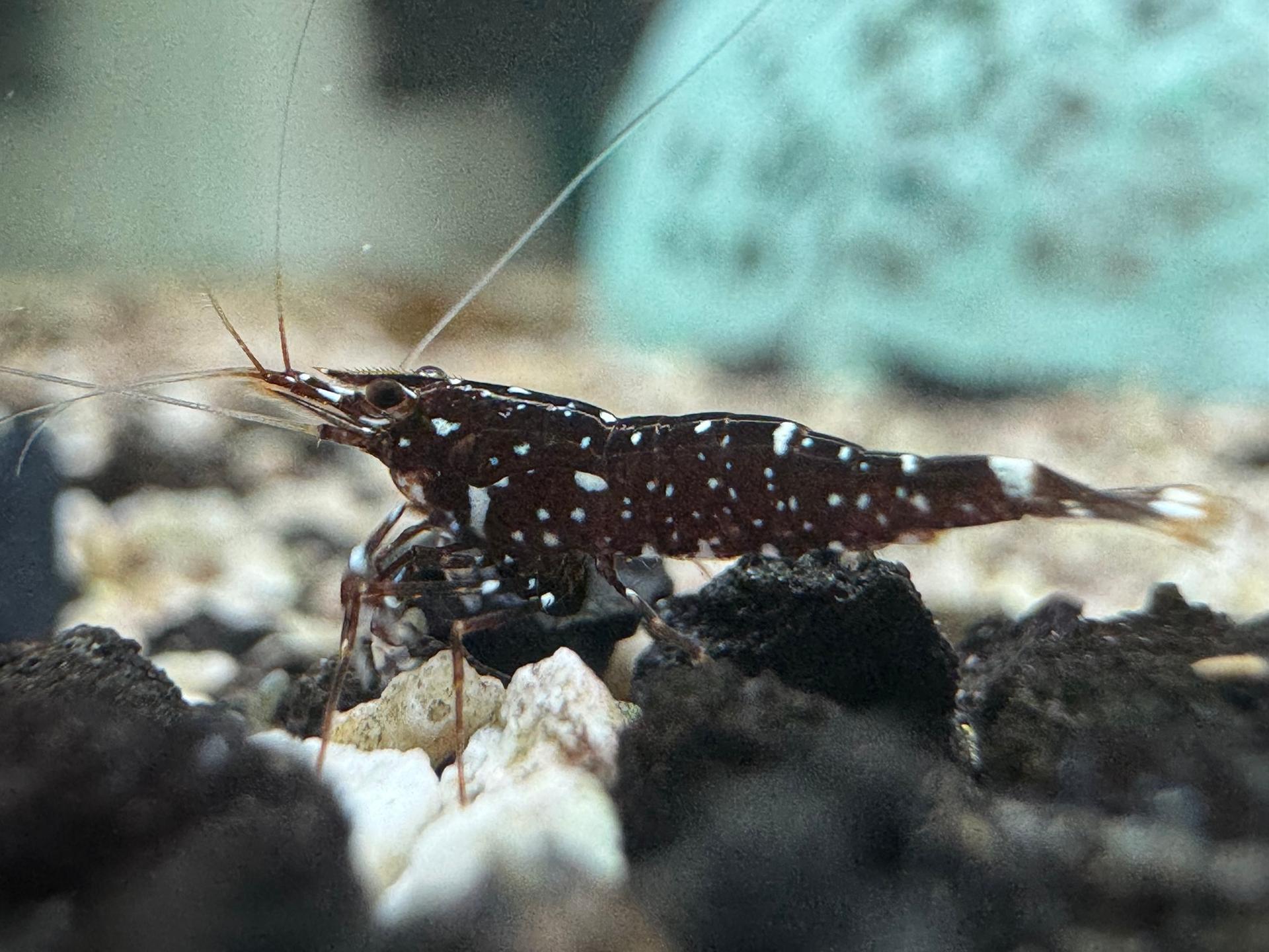 Galaxy Cardinal chấm sao
