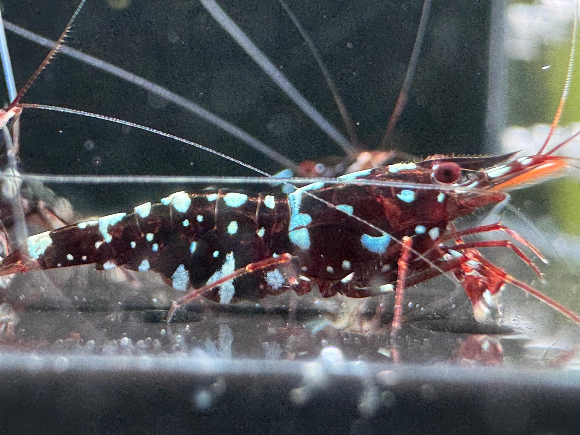 Galaxy Cardinal 14